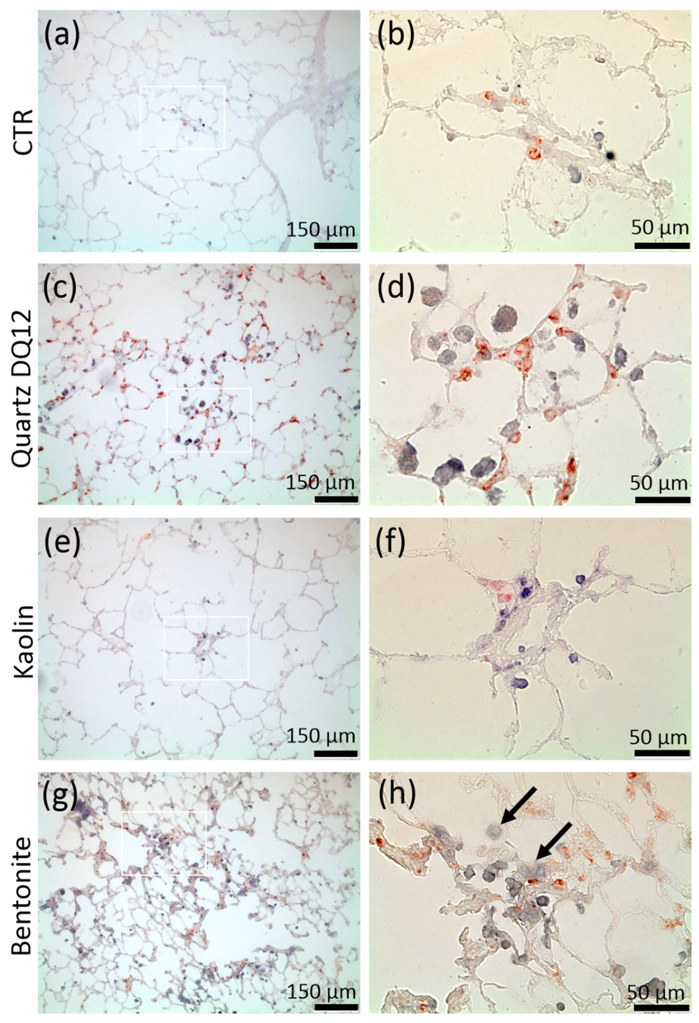 Nanomaterials 10 00204 g006 Nanomaterials 10 00204 g006
