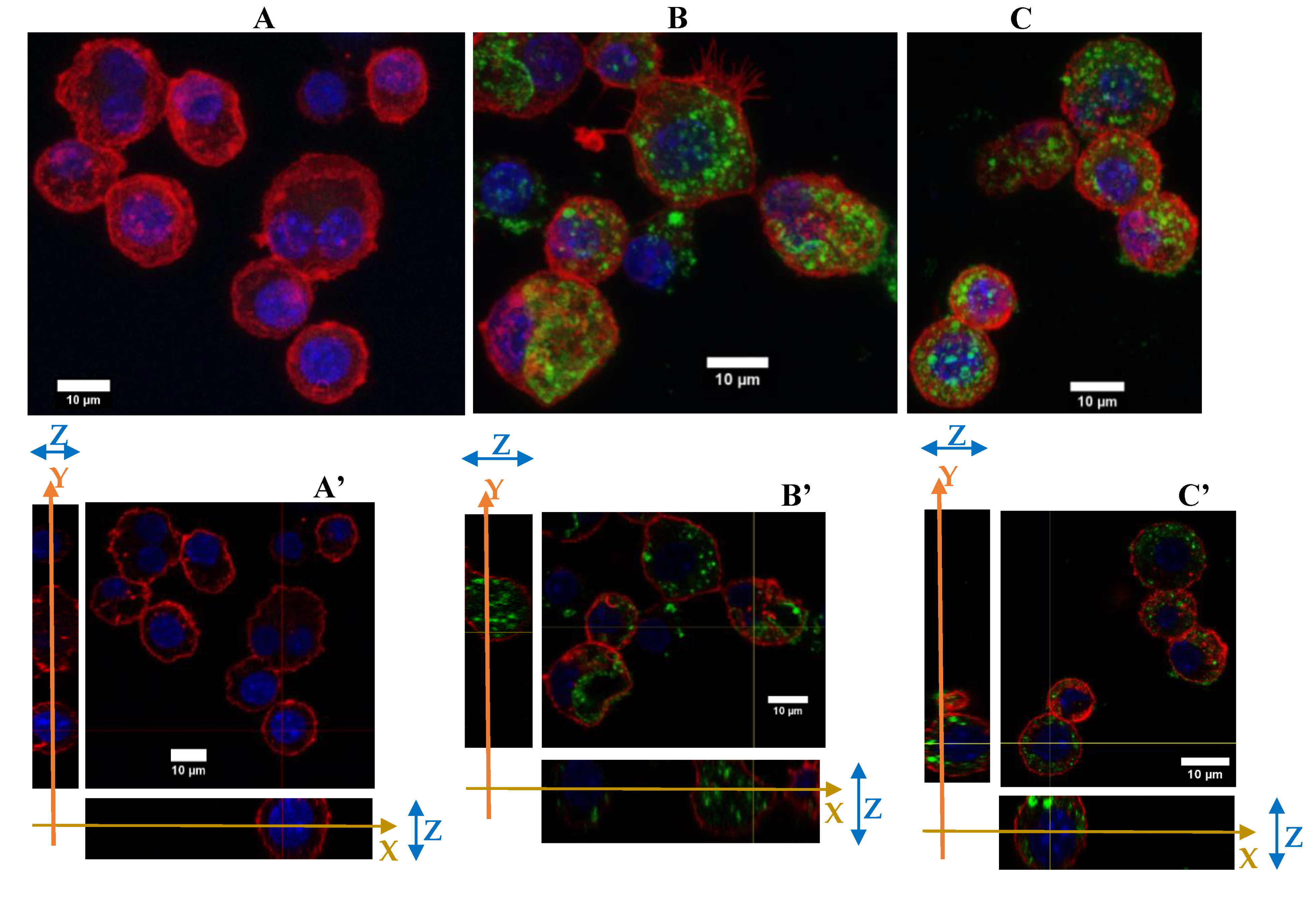 Nanomaterials 10 00215 g004