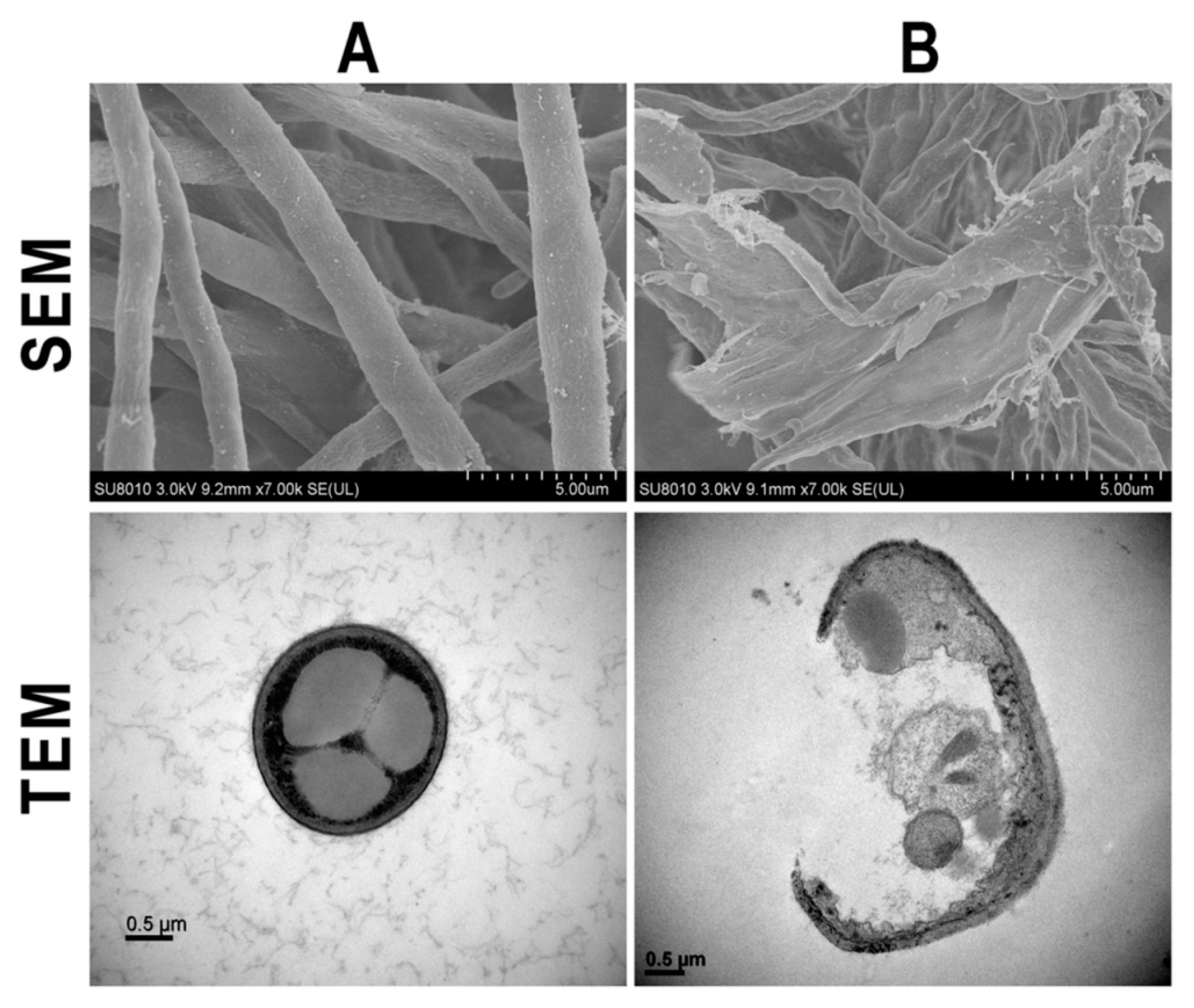 Nanomaterials 10 00219 g003