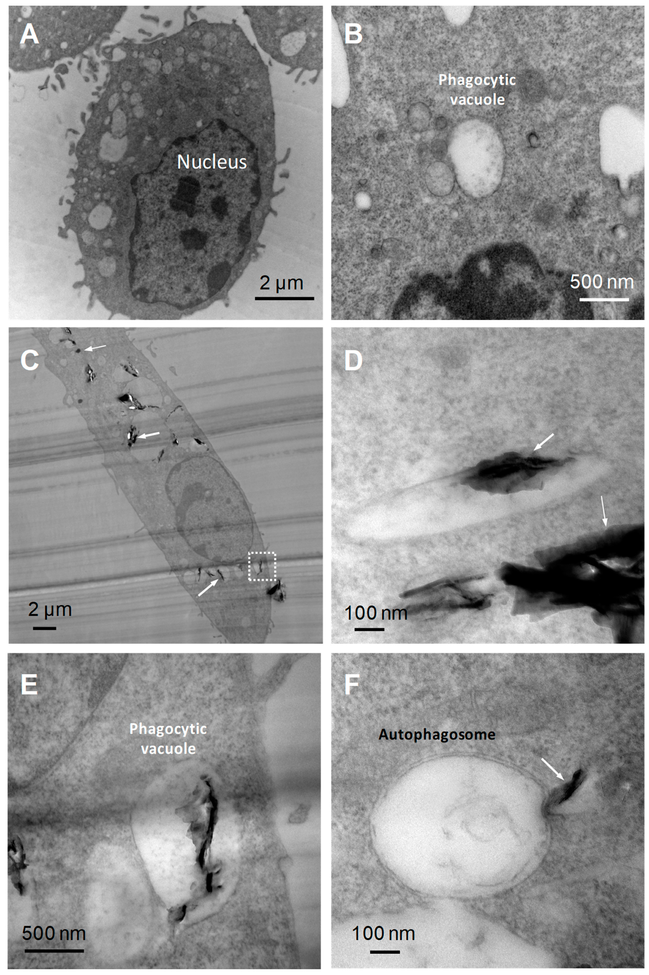 Nanomaterials 10 00228 g001 Nanomaterials 10 00228 g001