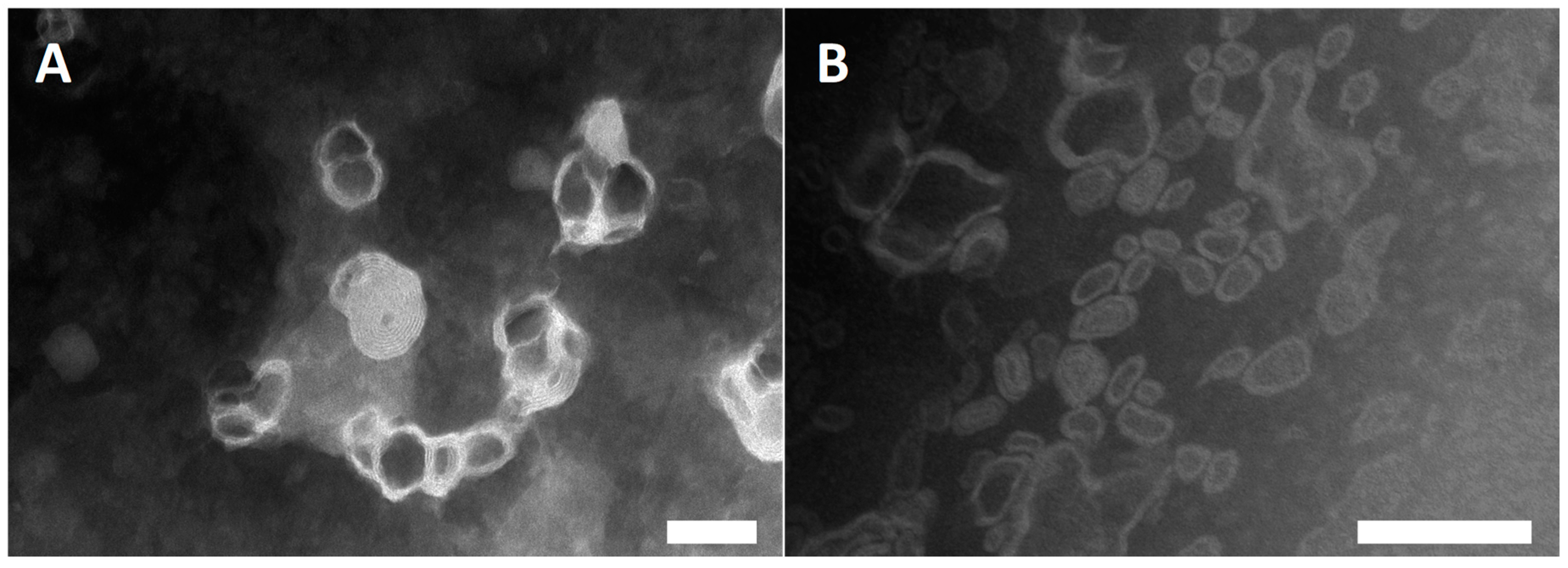 Nanomaterials 10 00286 g001 Nanomaterials 10 00286 g001