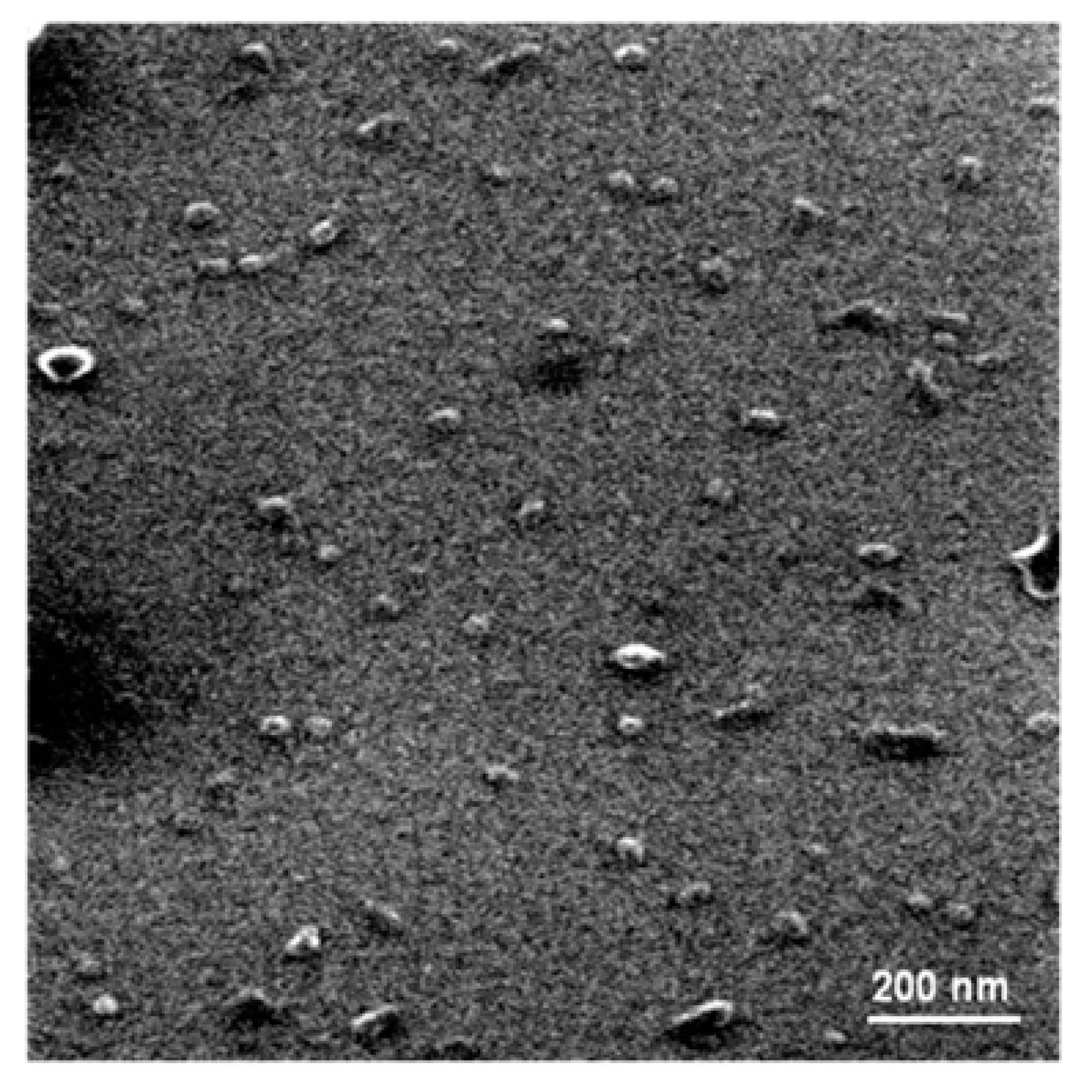 Nanomaterials 10 00306 g001