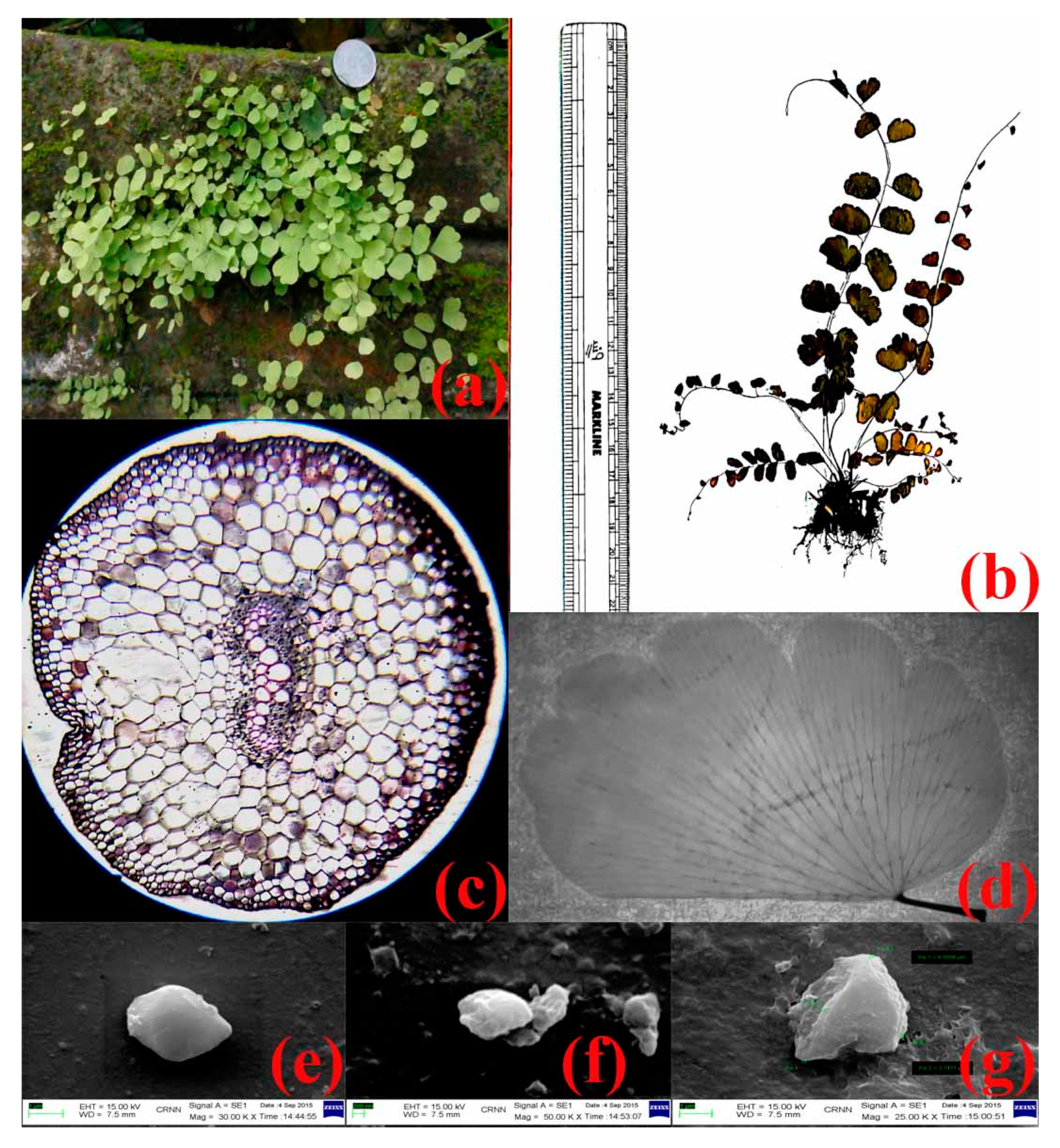 Nanomaterials 10 00312 g001