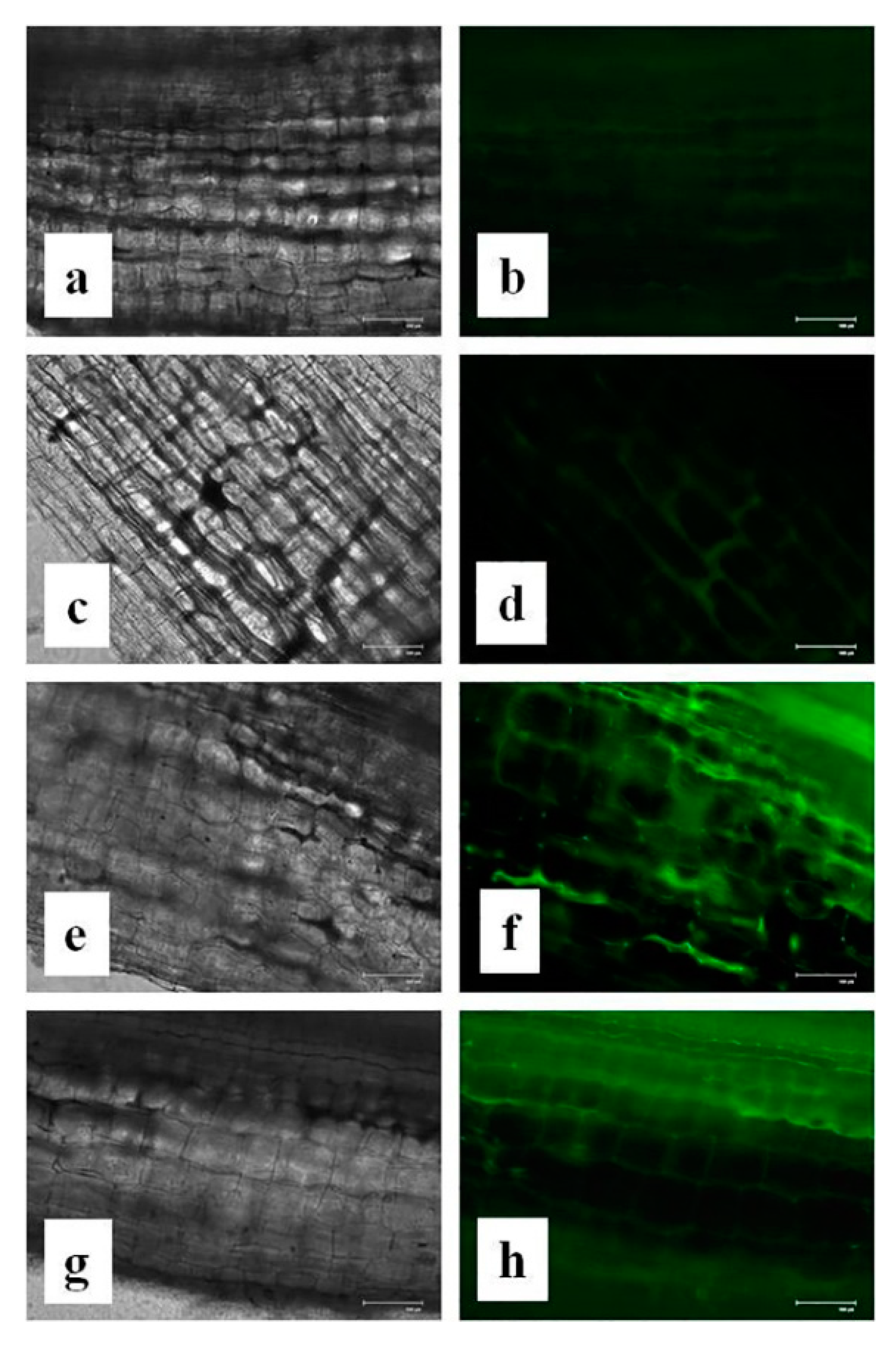 Nanomaterials 10 00312 g015