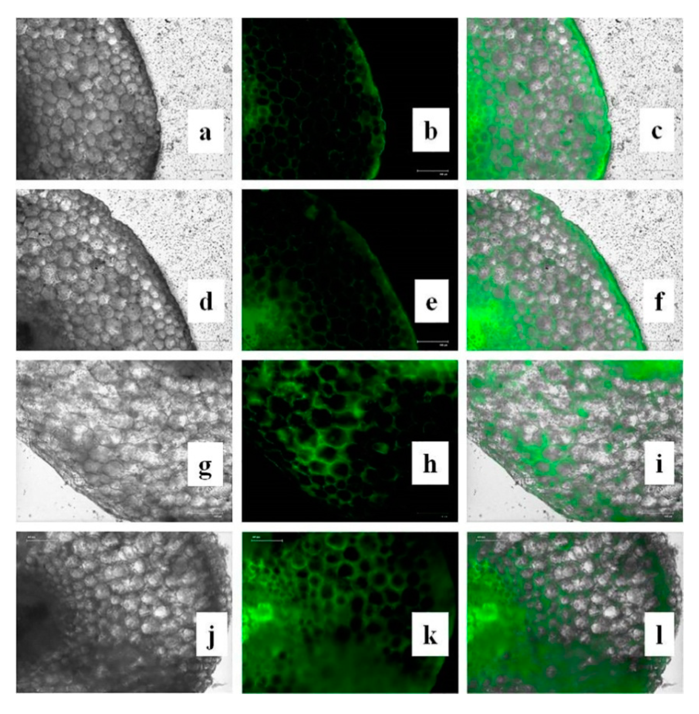 Nanomaterials 10 00312 g016