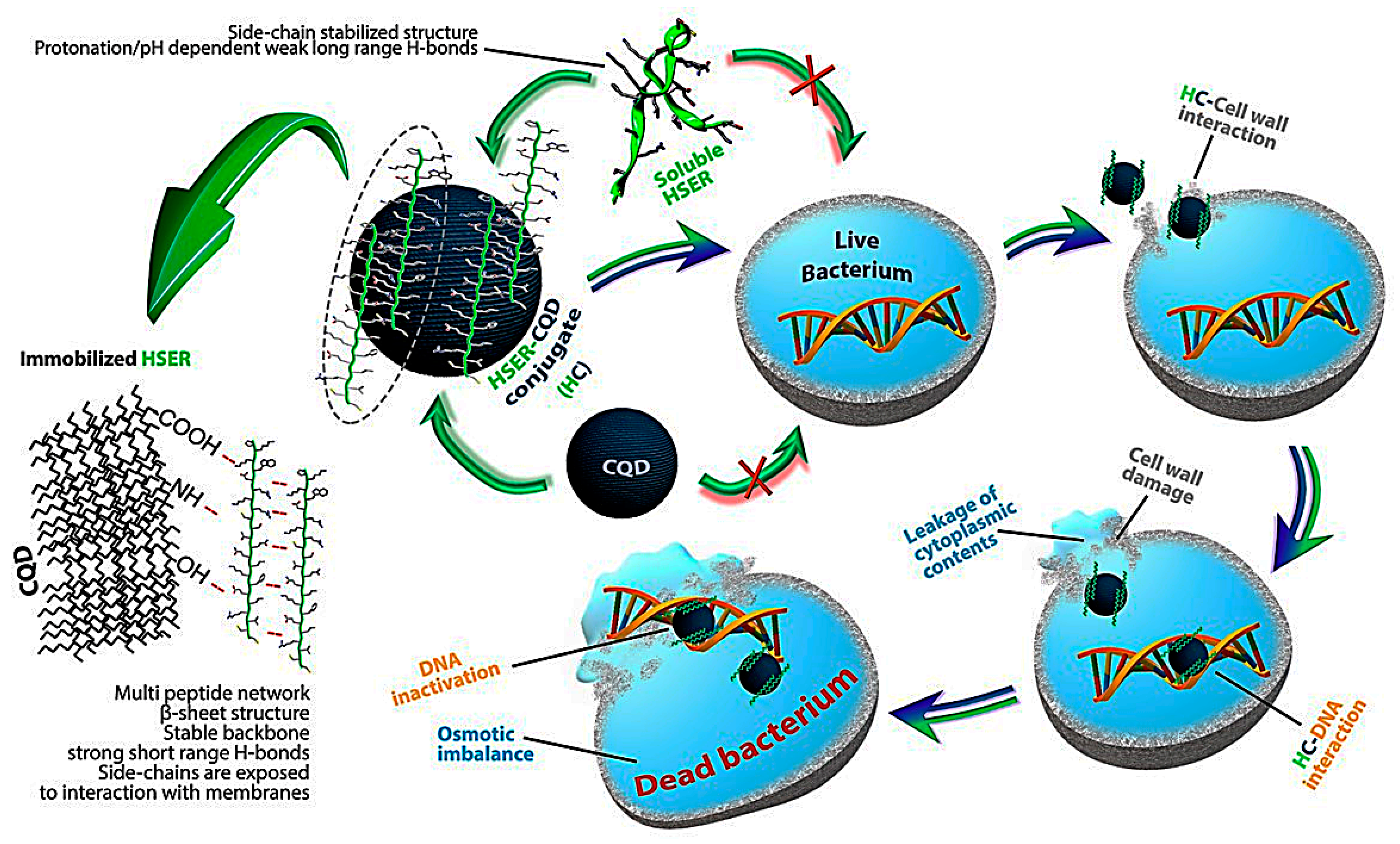 Nanomaterials 10 00325 g007