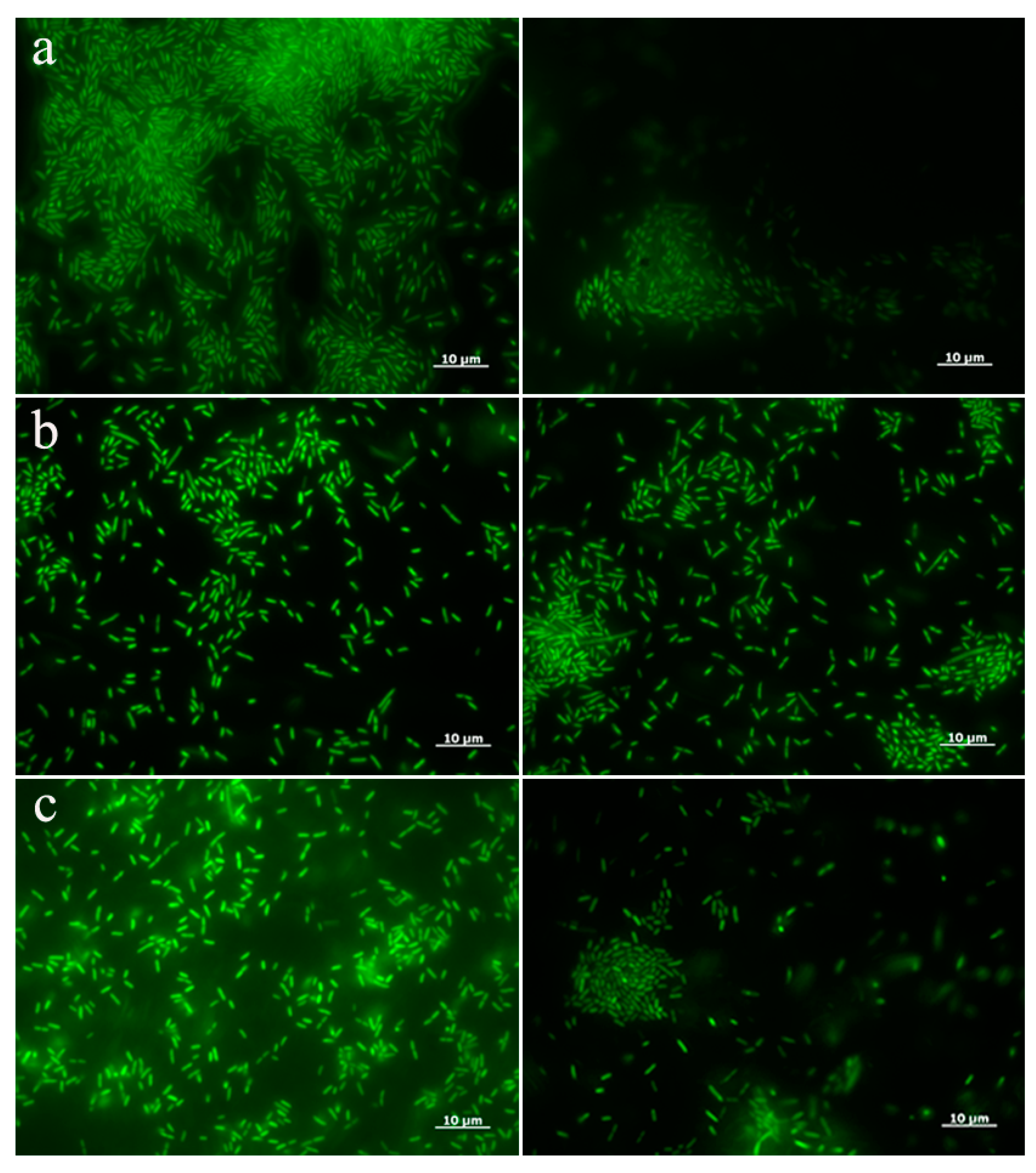Nanomaterials 10 00335 g002 Nanomaterials 10 00335 g002