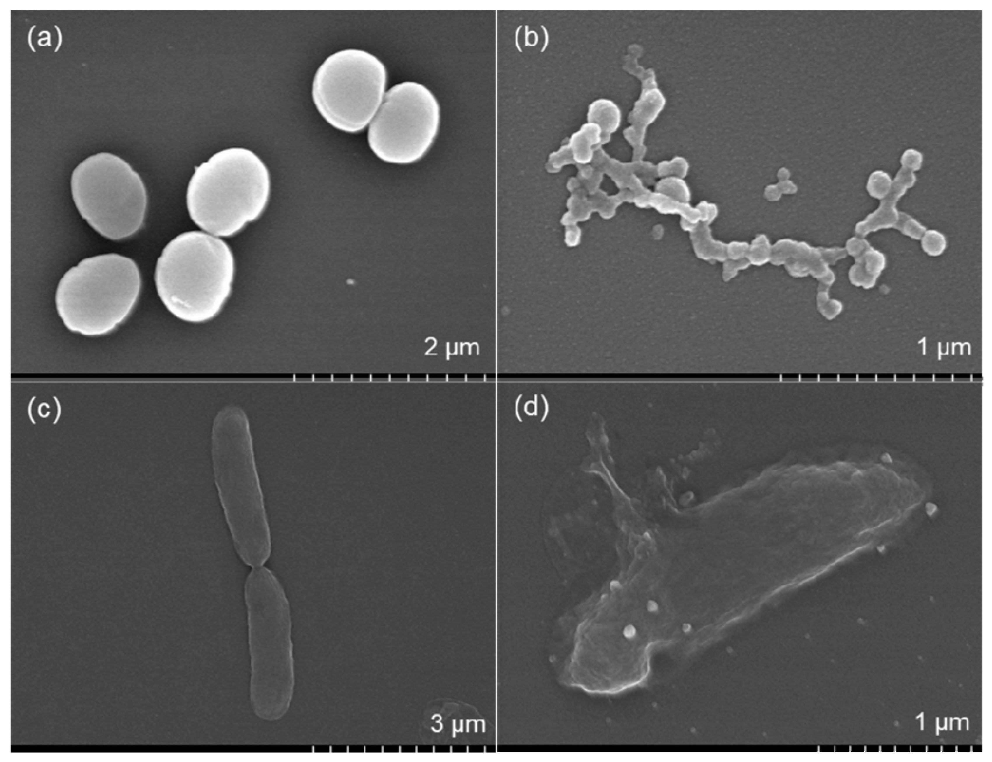 Nanomaterials 10 00360 g008 Nanomaterials 10 00360 g008