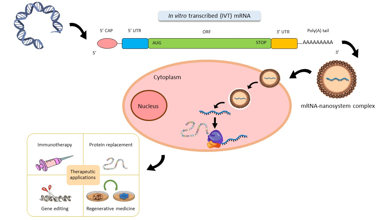 Cette image a un attribut alt vide ; le nom du fichier est nanomaterials-10-00364-ag.png