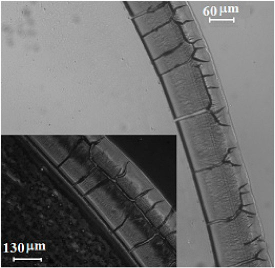Nanomaterials February 2020 Browse Articles