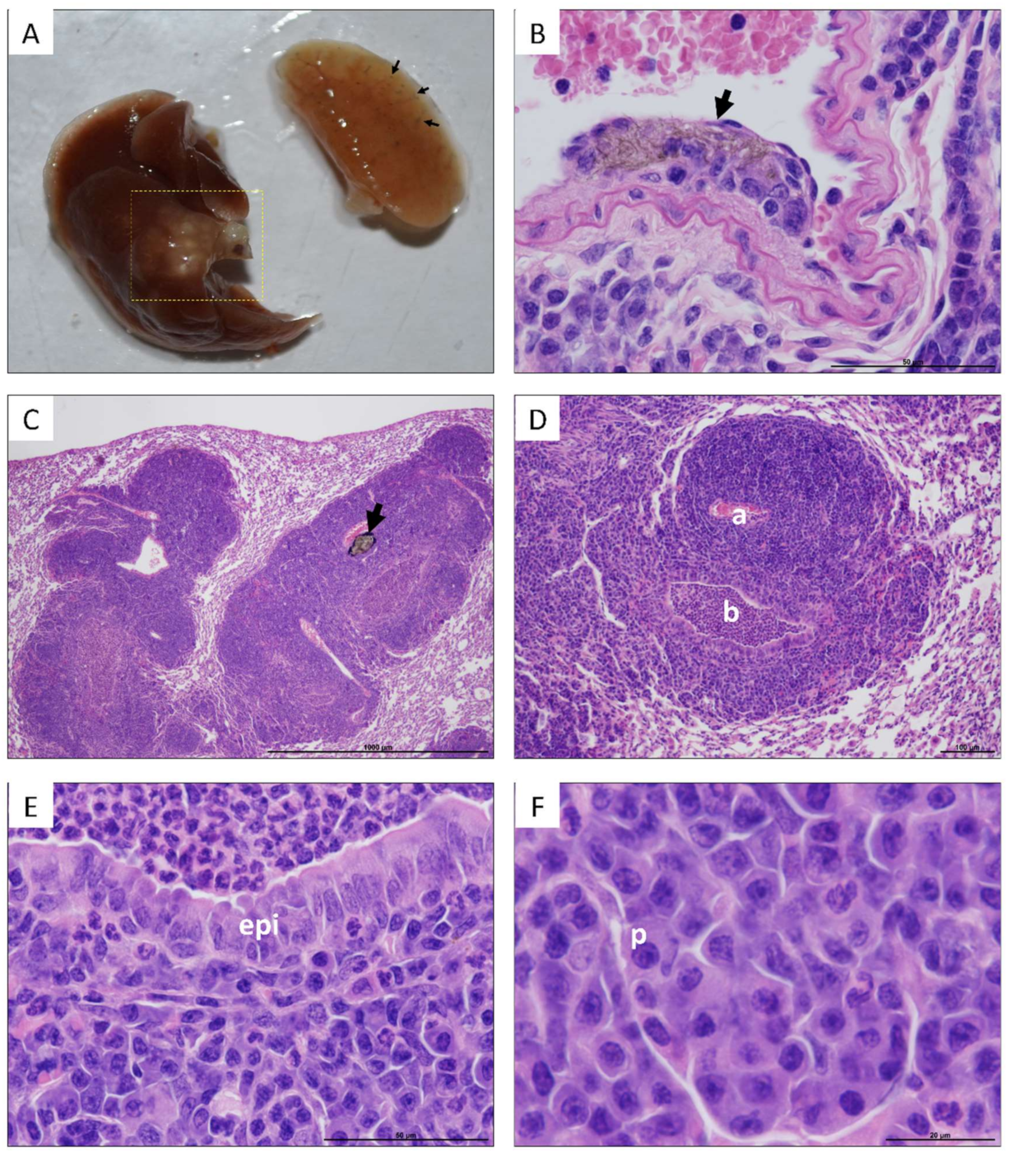 Nanomaterials 10 00400 g003 Nanomaterials 10 00400 g003