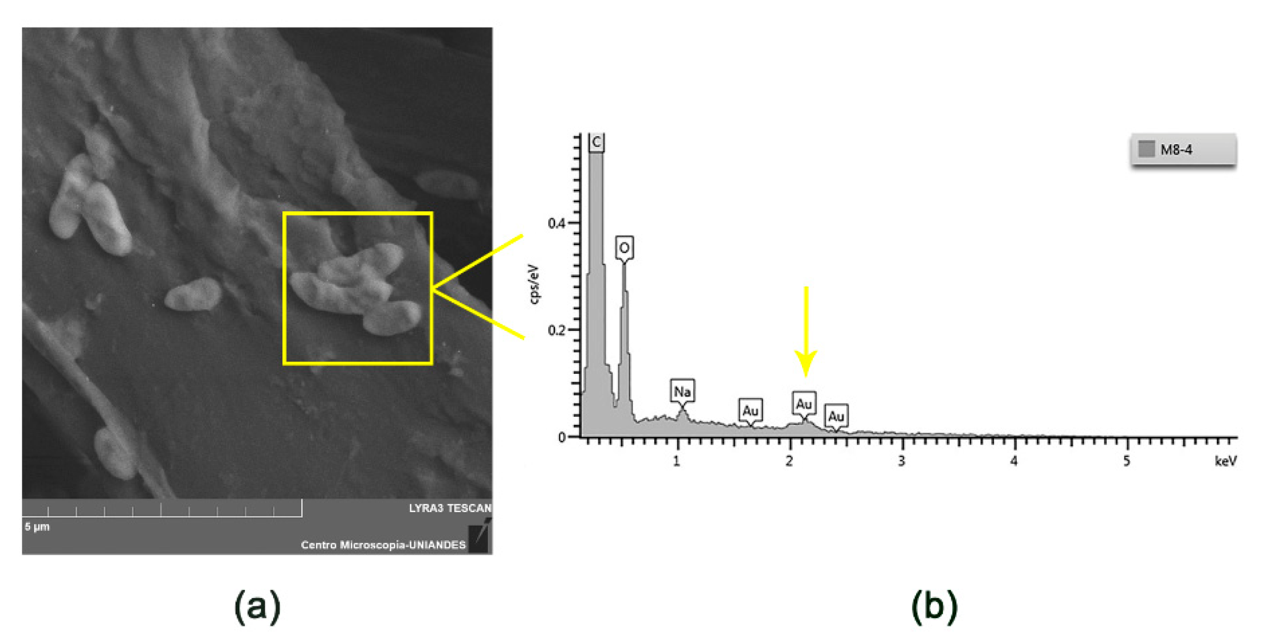 Nanomaterials 10 00408 g005