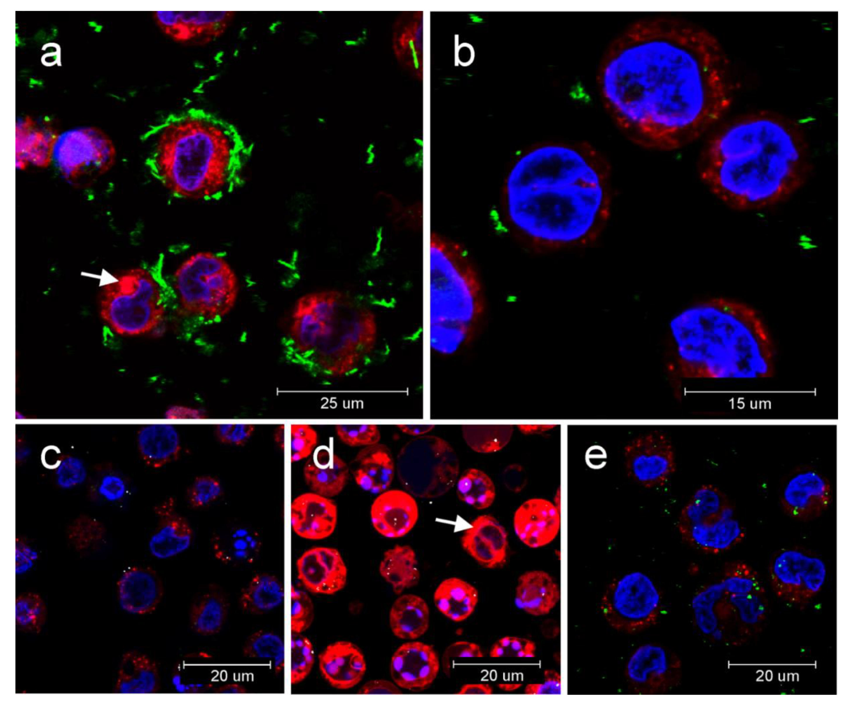 Nanomaterials 10 00418 g007