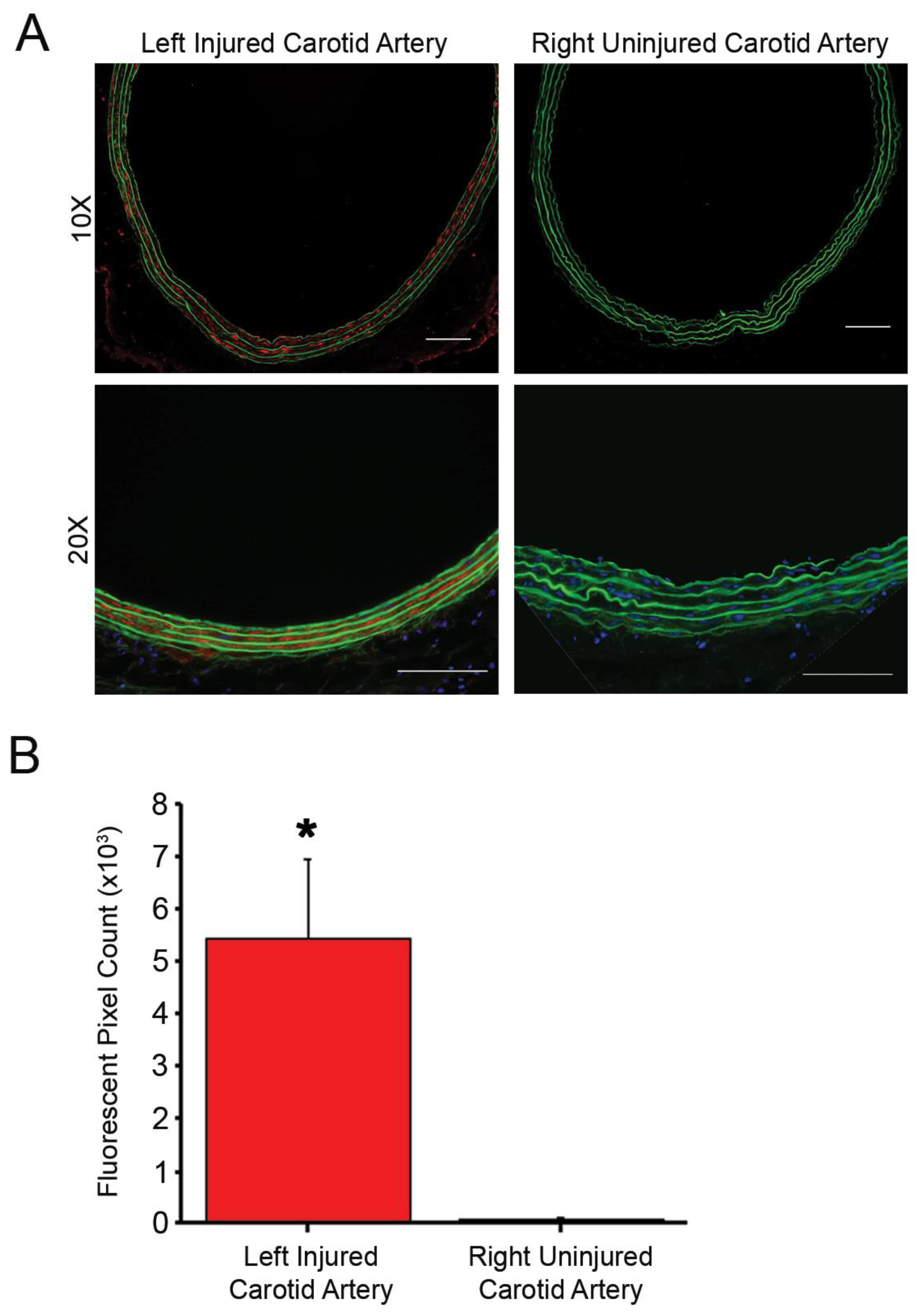 Nanomaterials 10 00420 g001