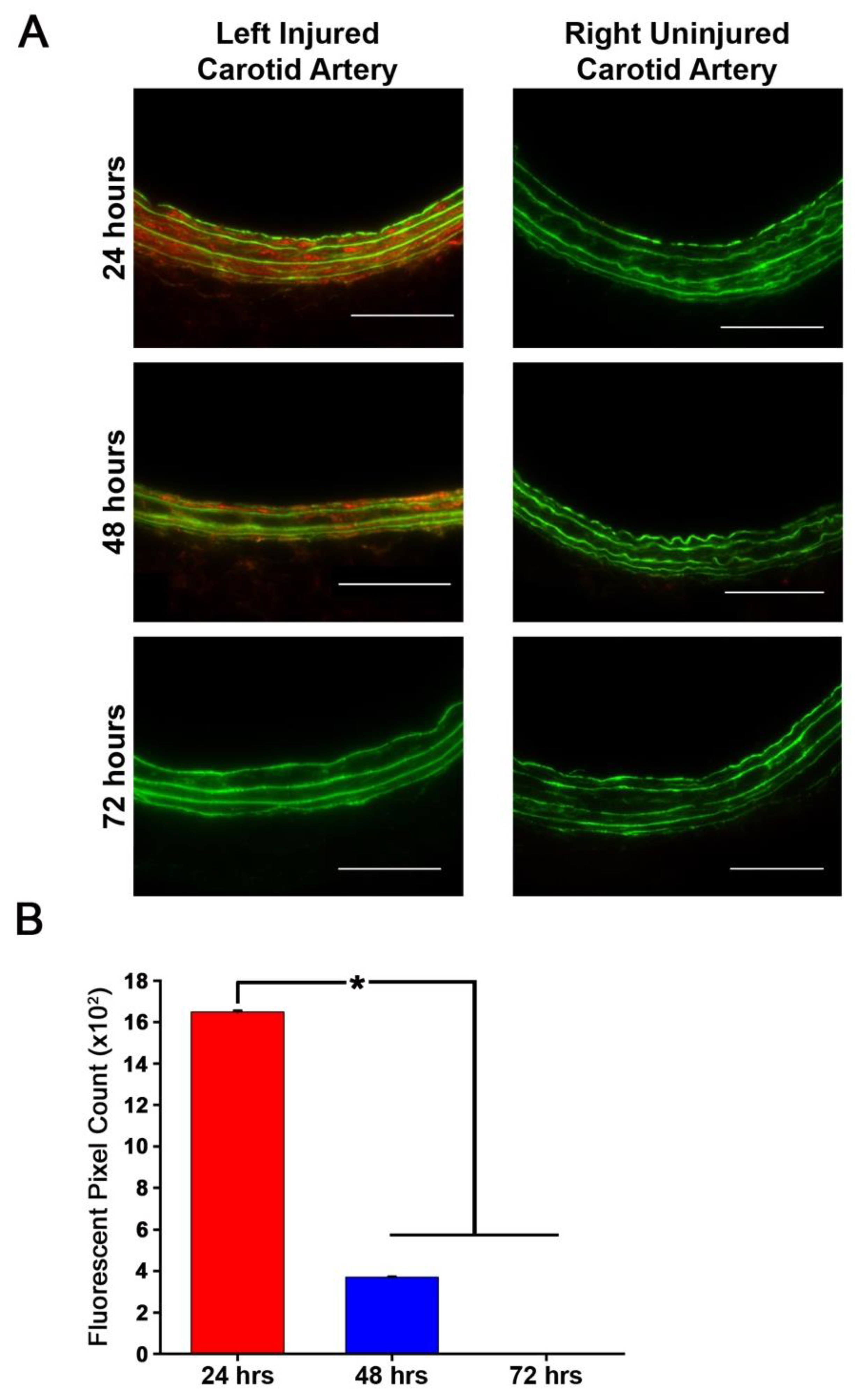 Nanomaterials 10 00420 g005