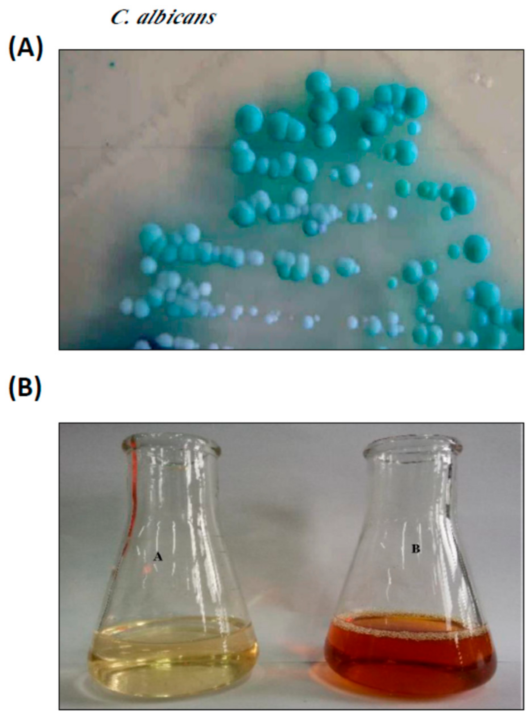 Nanomaterials 10 00422 g001