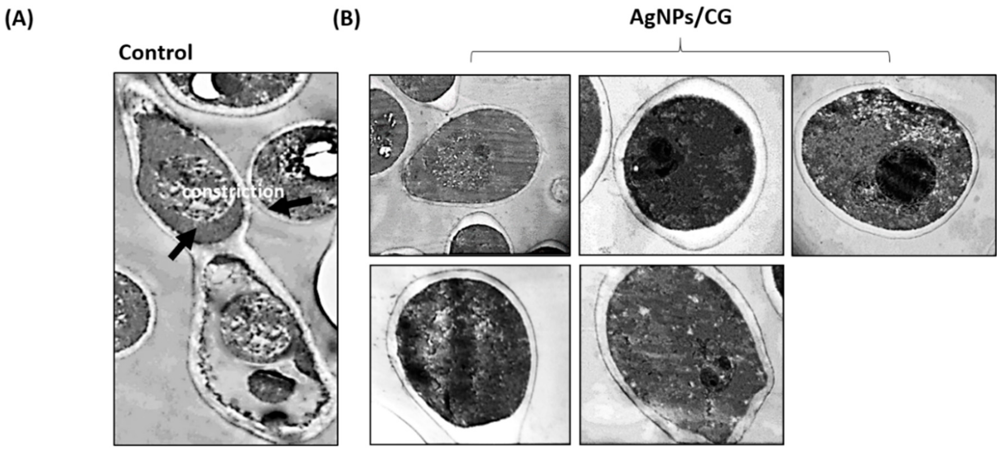 Nanomaterials 10 00422 g006