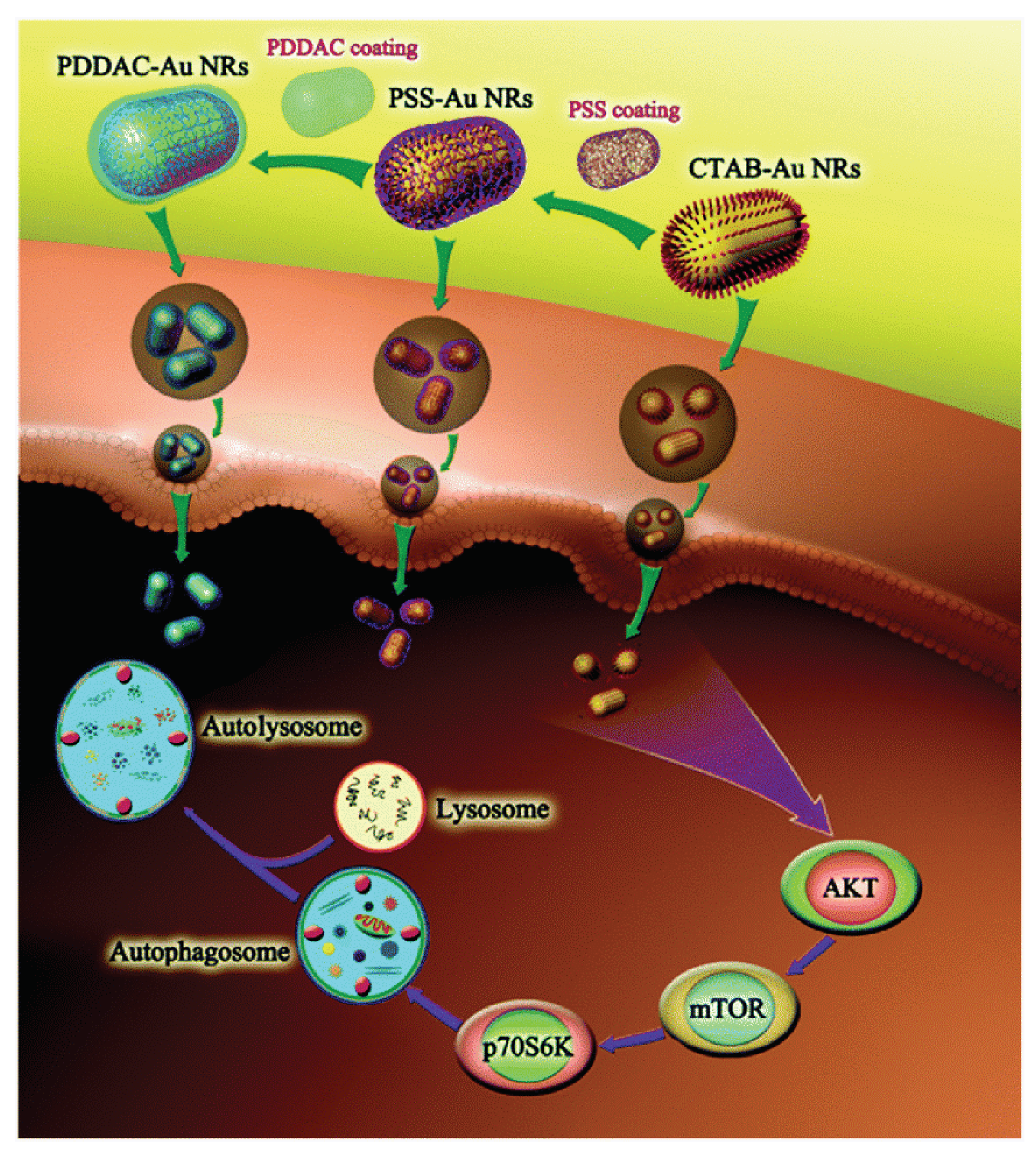 Nanomaterials Free Full Text The Rational Design and
