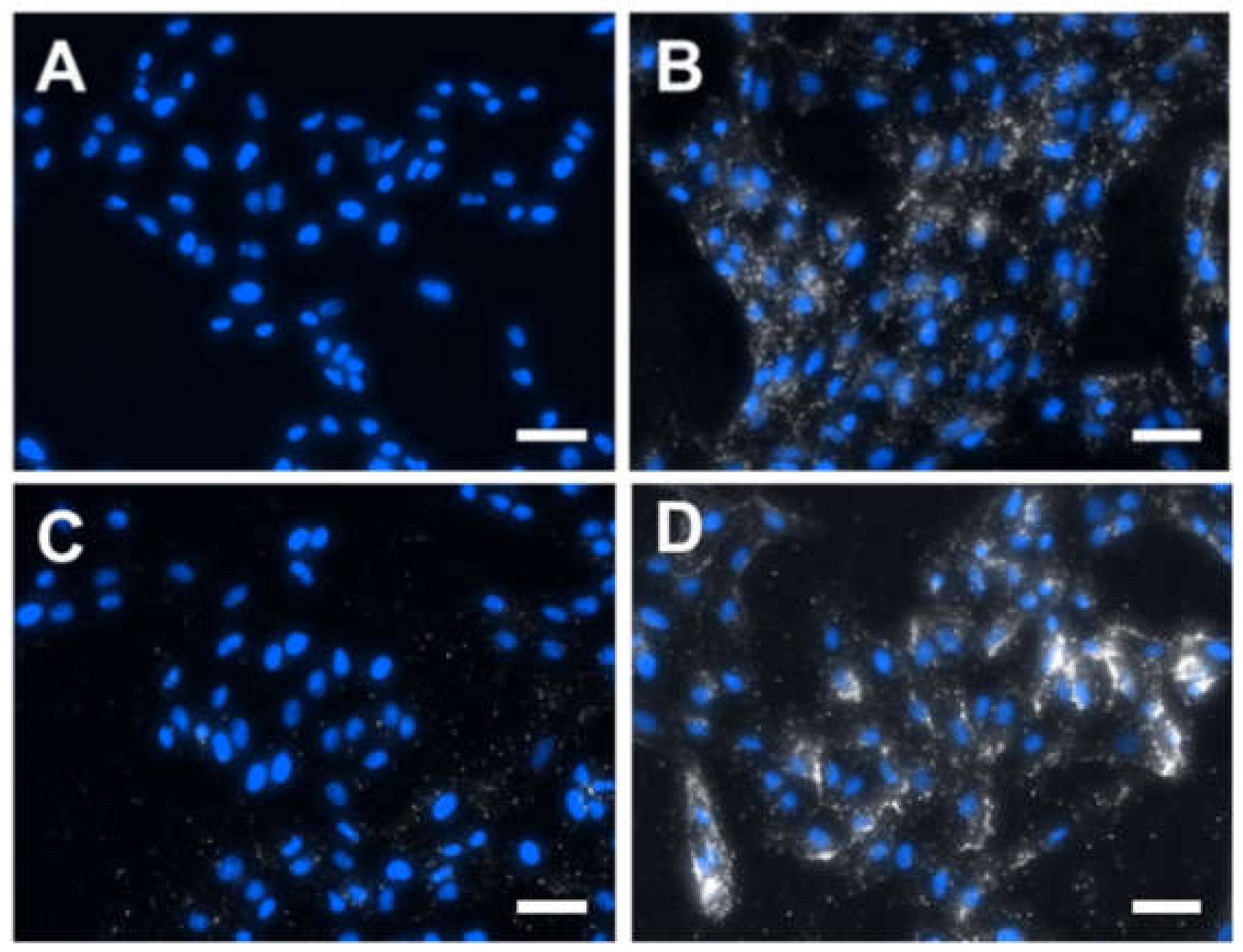 Nanomaterials 10 00539 g004