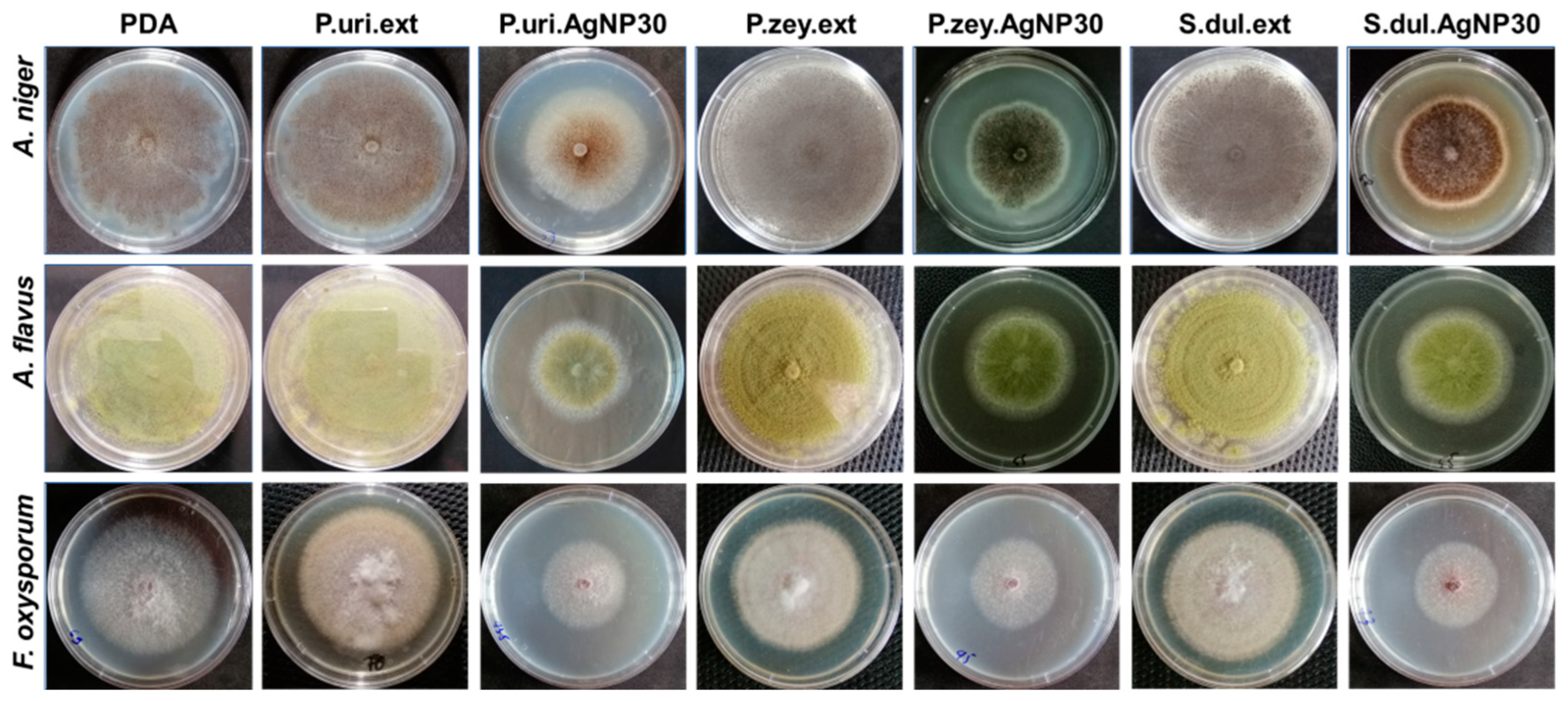 Nanomaterials 10 00542 g004 Nanomaterials 10 00542 g004