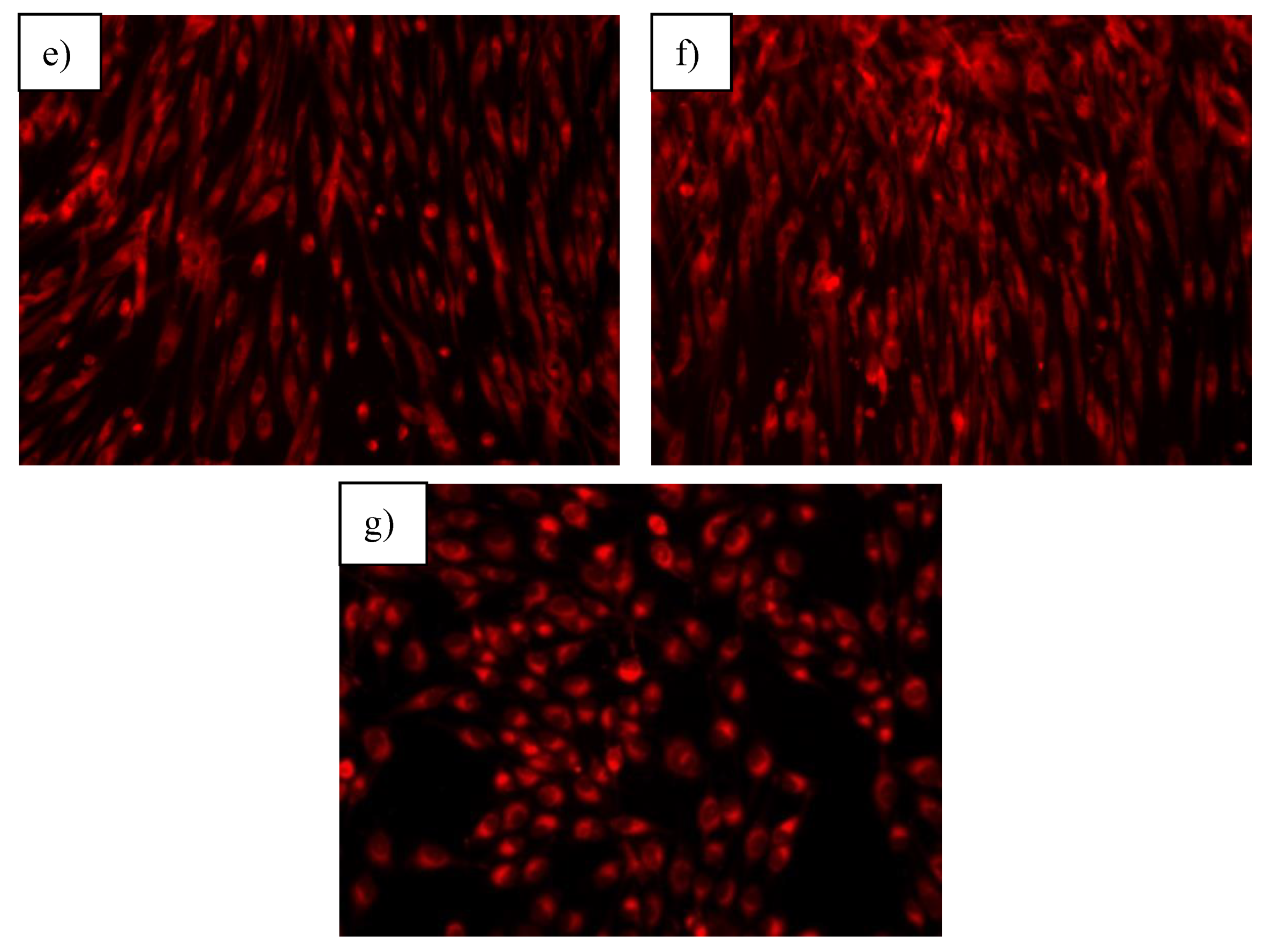 Nanomaterials 10 00570 g012b