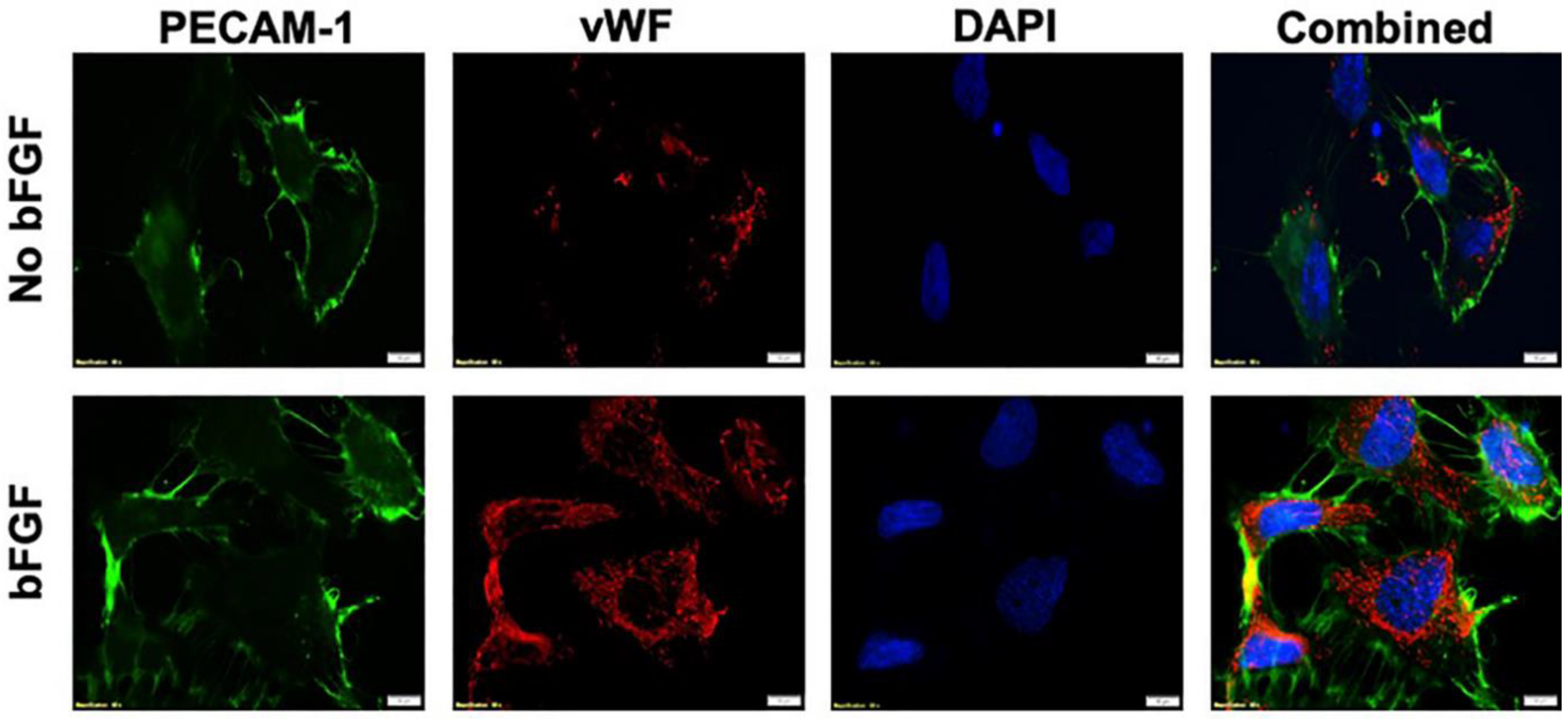 Nanomaterials 10 00581 g002 Nanomaterials 10 00581 g002
