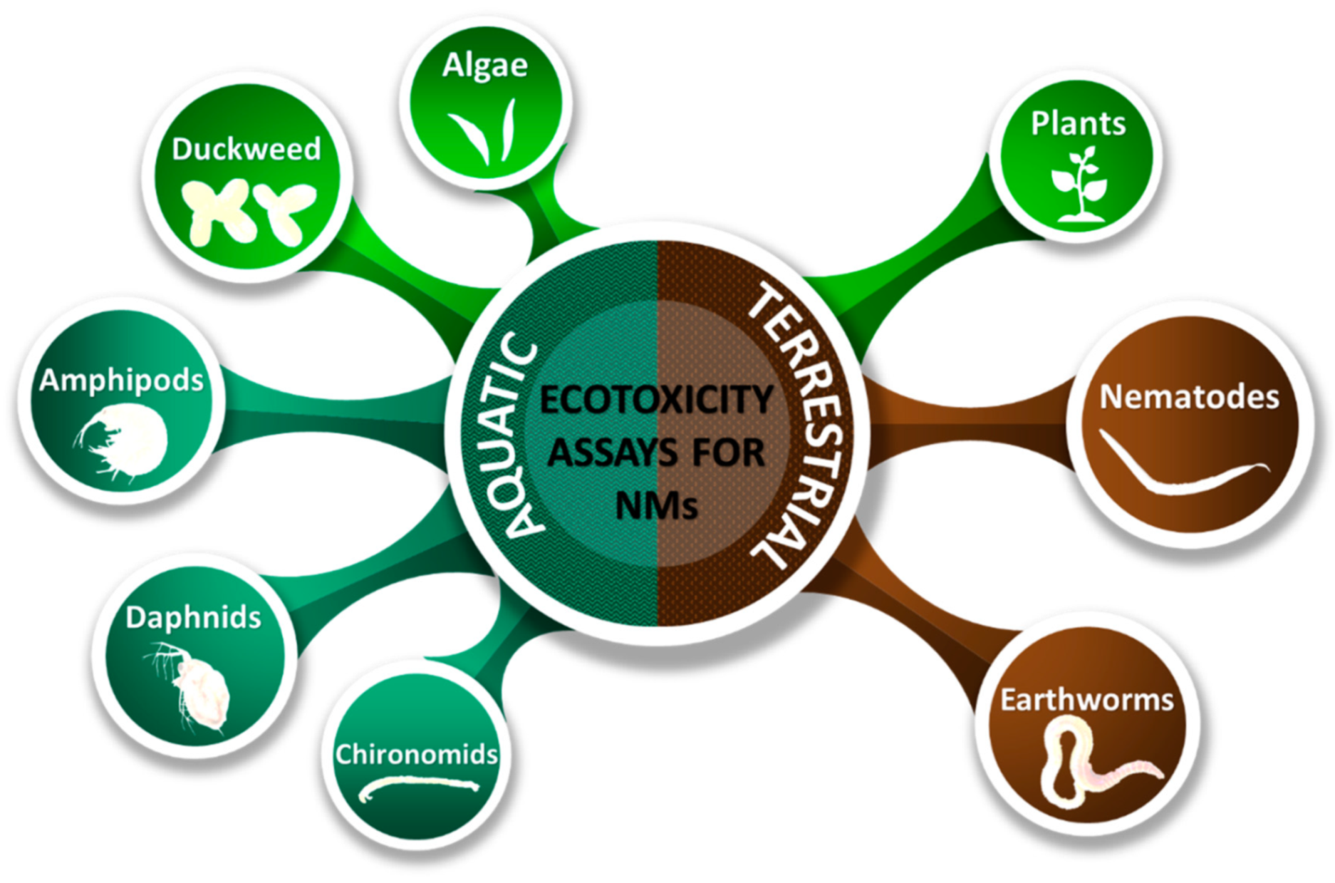 Nanomaterials 10 00610 g007
