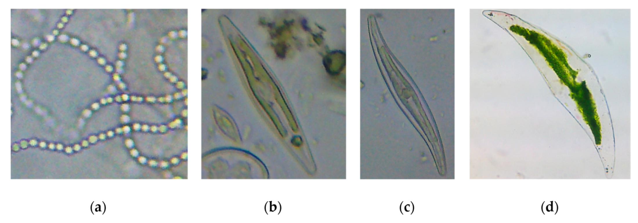 Nanomaterials 10 00610 g008