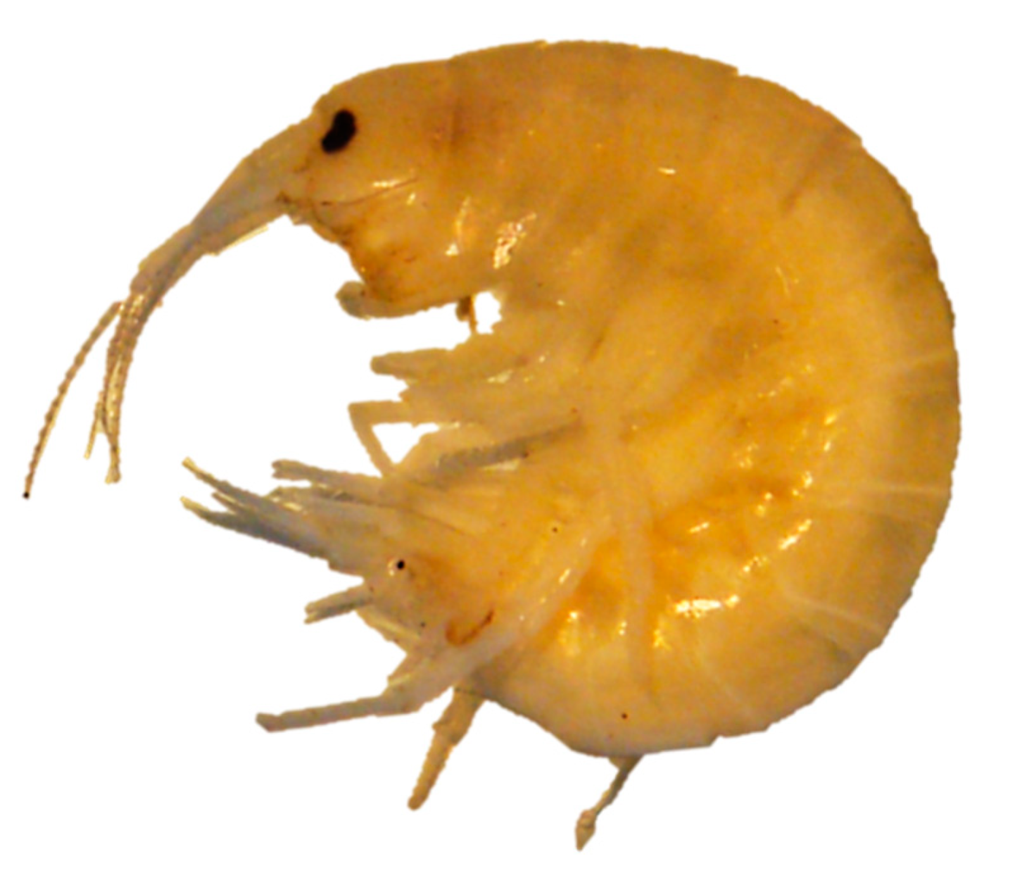 Nanomaterials 10 00610 g010