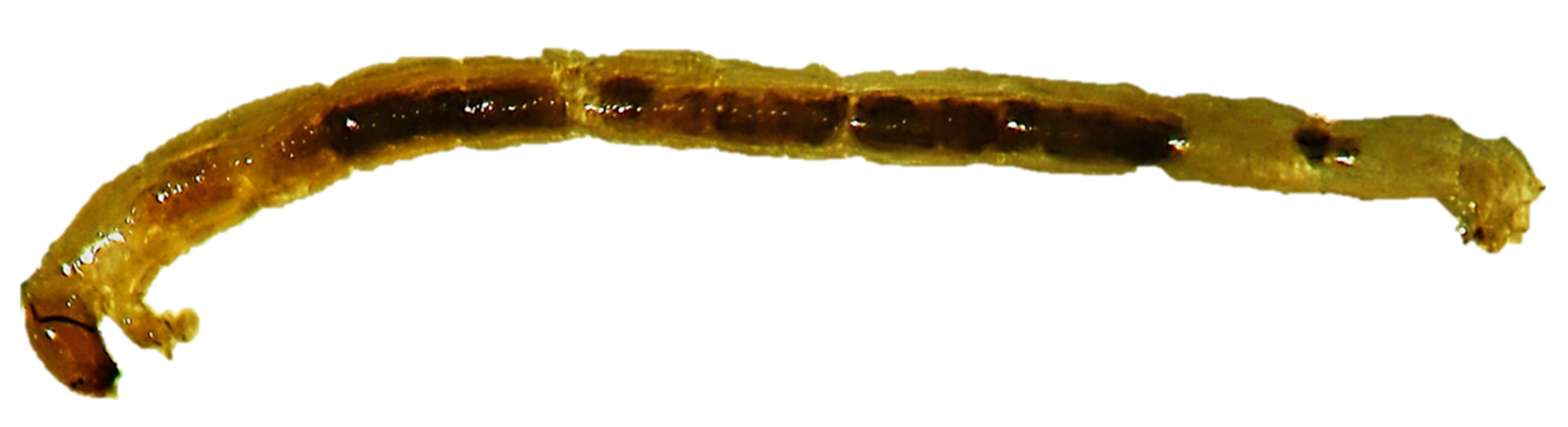 Nanomaterials 10 00610 g012