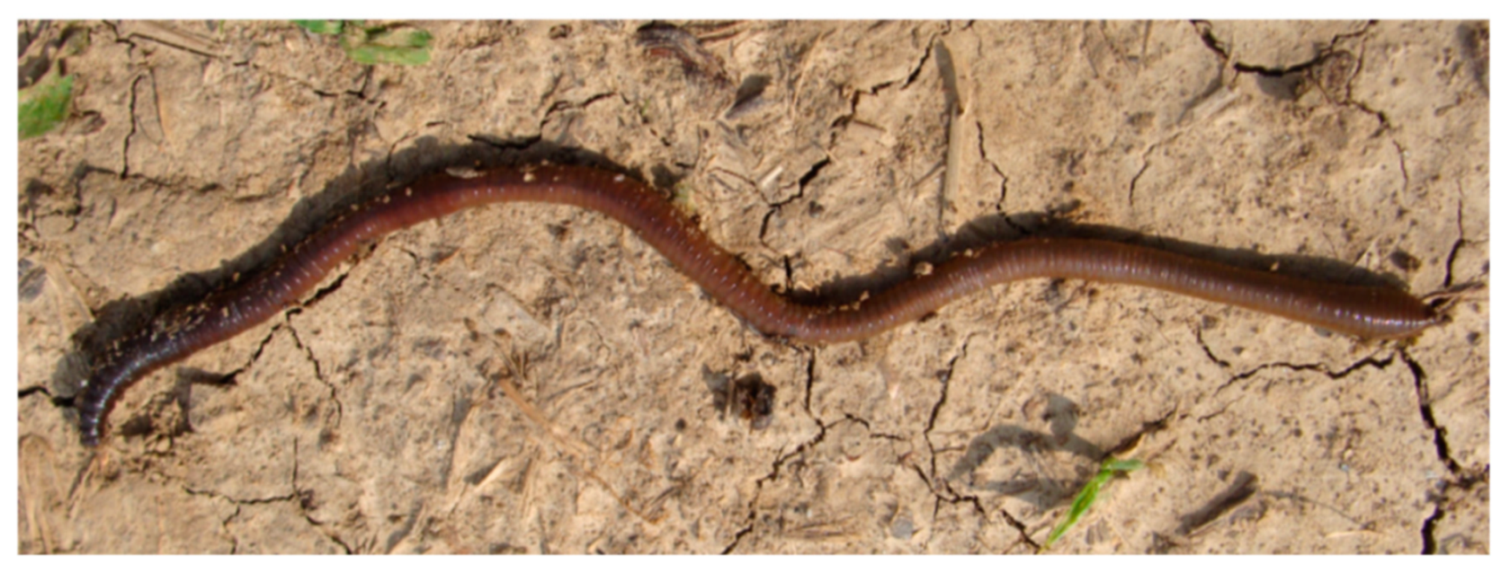 Nanomaterials 10 00610 g015