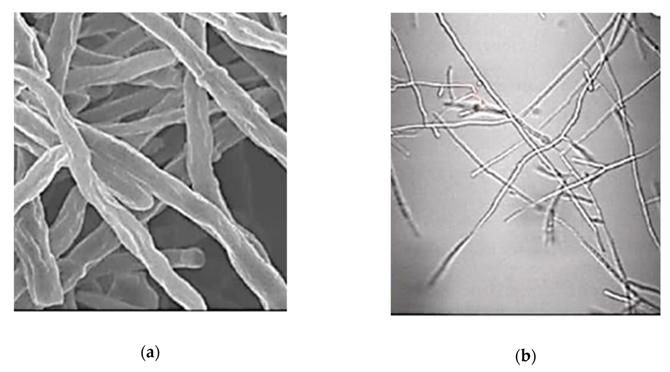 Nanomaterials 10 00610 g020a