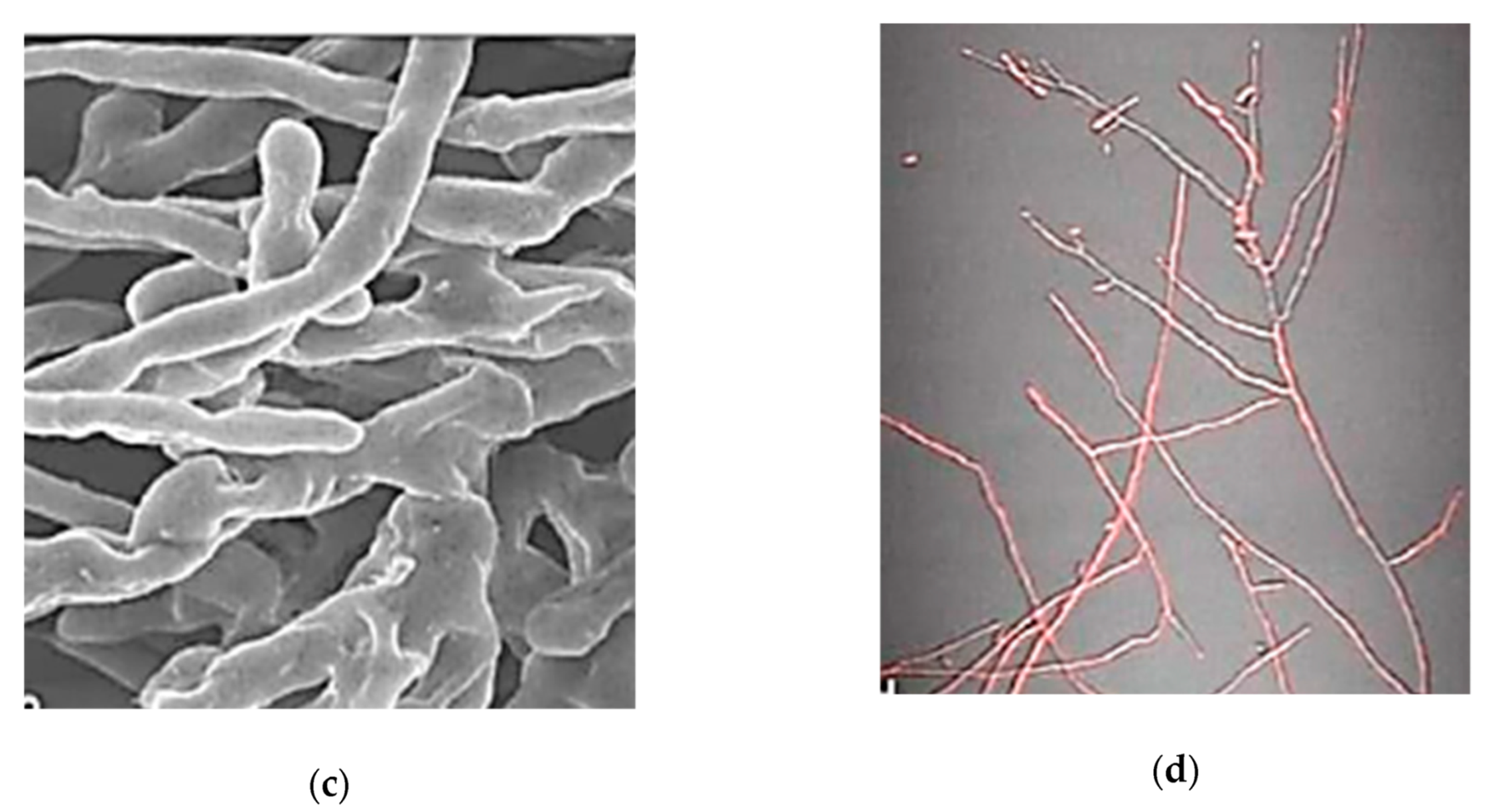 Nanomaterials 10 00610 g020b