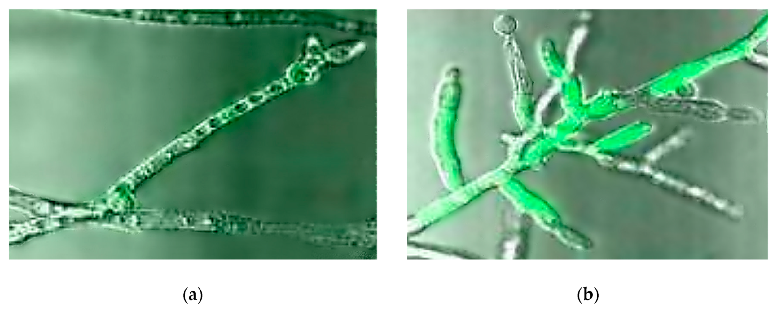 Nanomaterials 10 00610 g021