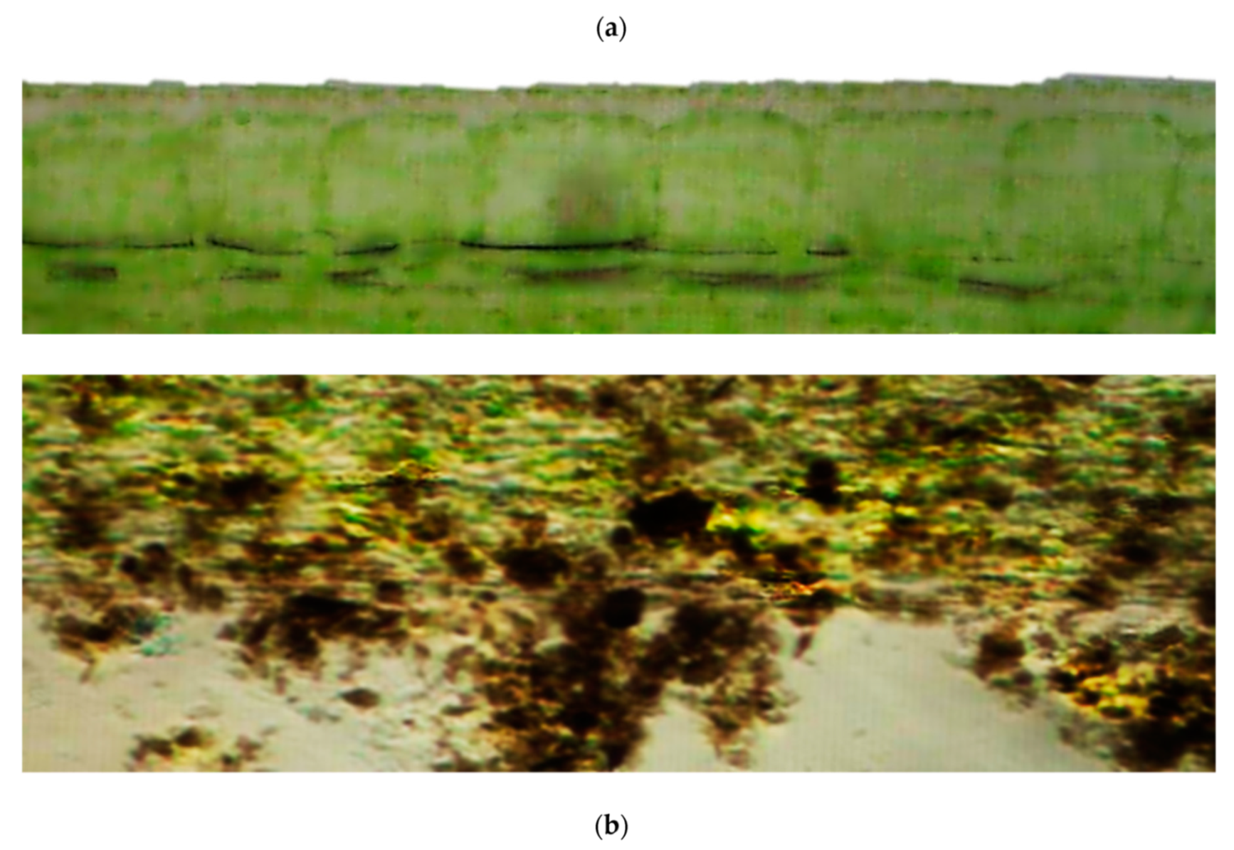 Nanomaterials 10 00610 g028