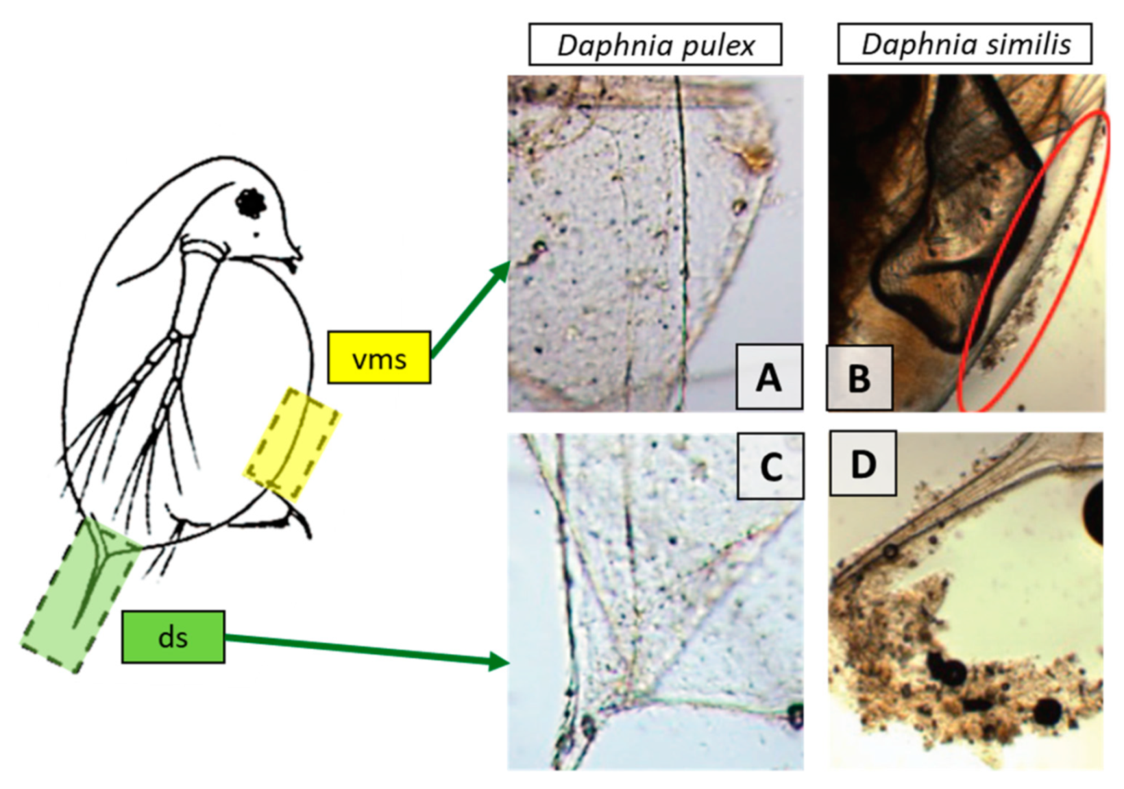 Nanomaterials 10 00610 g029