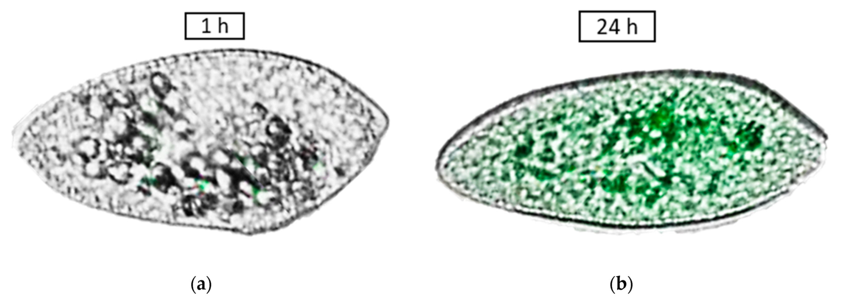 Nanomaterials 10 00610 g031a