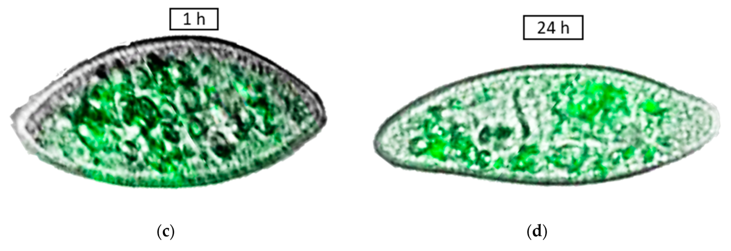 Nanomaterials 10 00610 g031b
