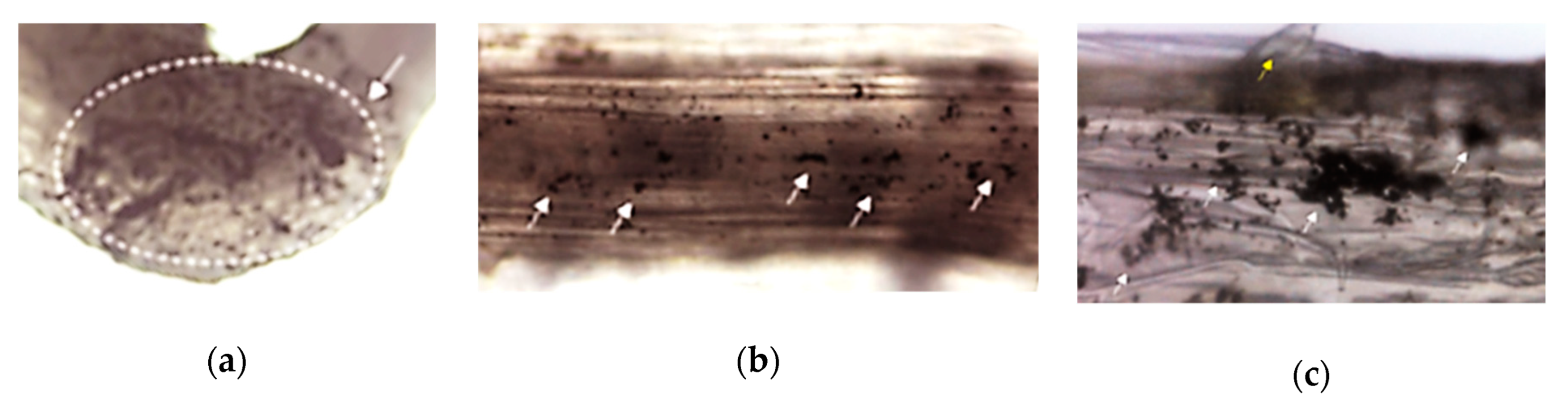 Nanomaterials 10 00610 g033