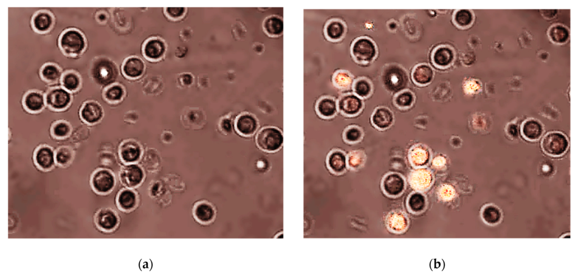 Nanomaterials 10 00610 g034