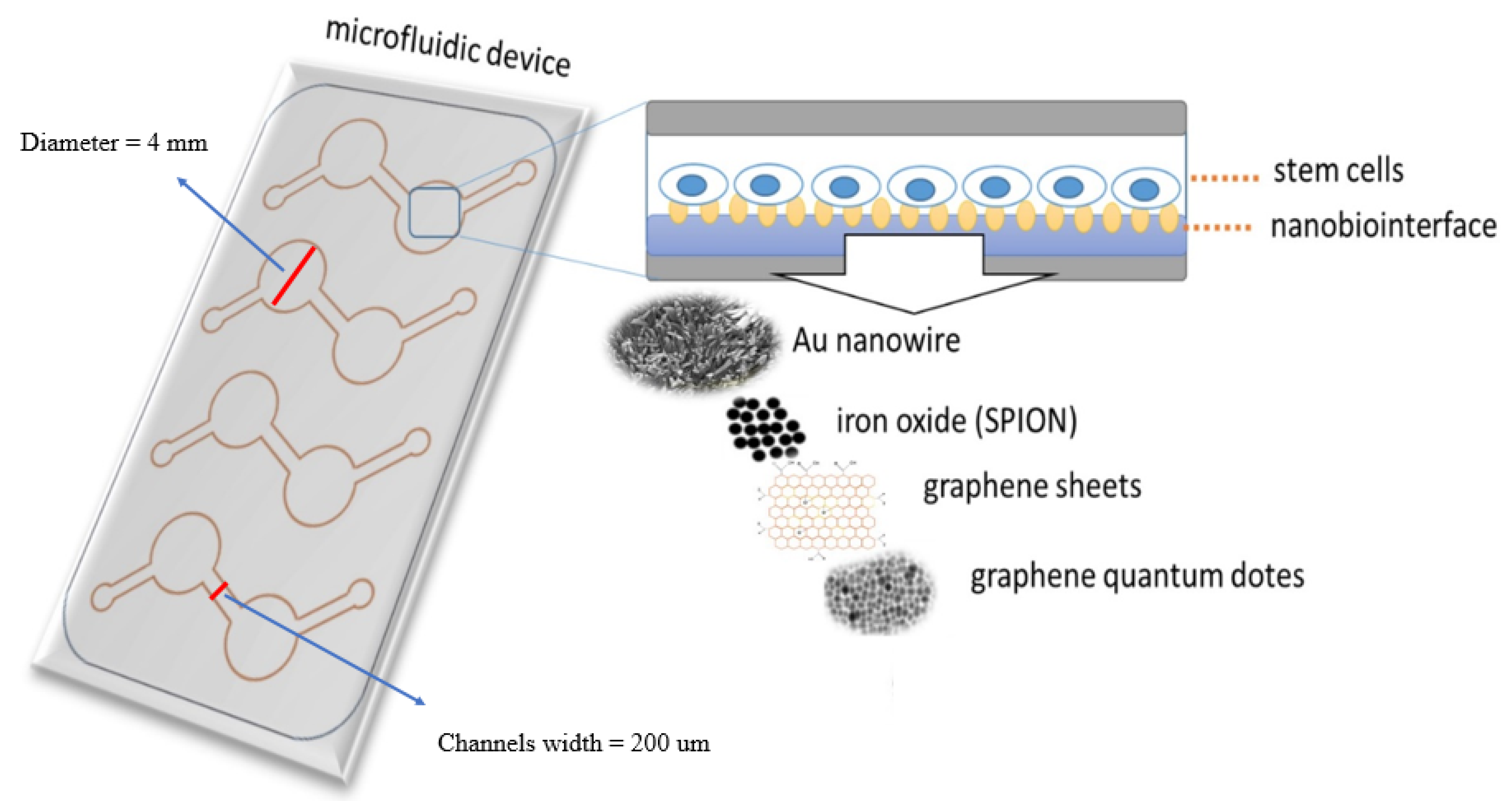 Nanomaterials 10 00668 g001