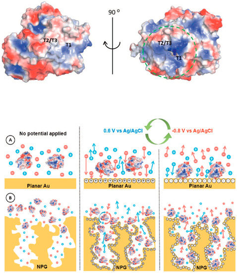 Nanomaterials 10 00722 g007 550