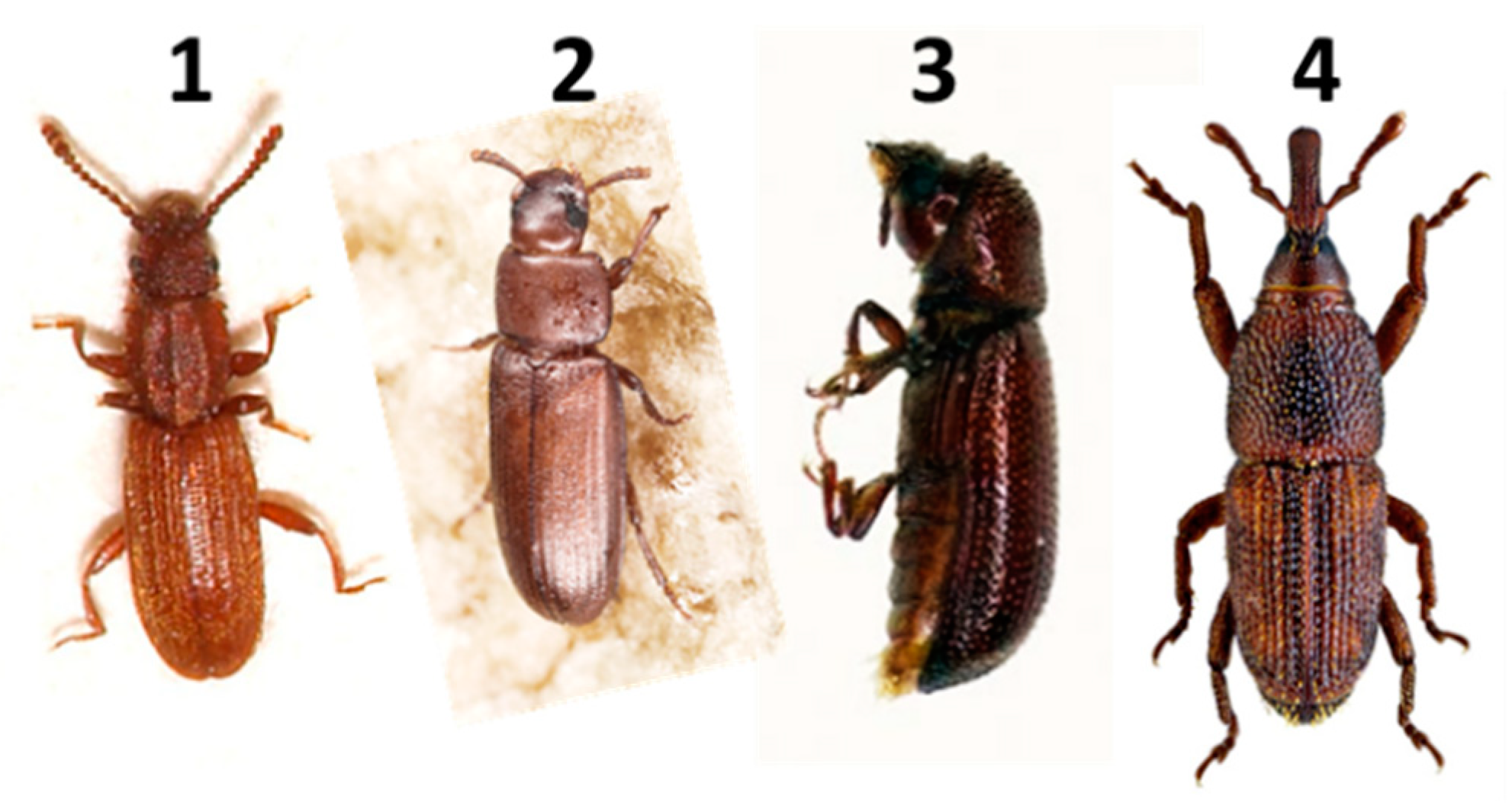 Nanomaterials 10 00739 g004 Nanomaterials 10 00739 g004