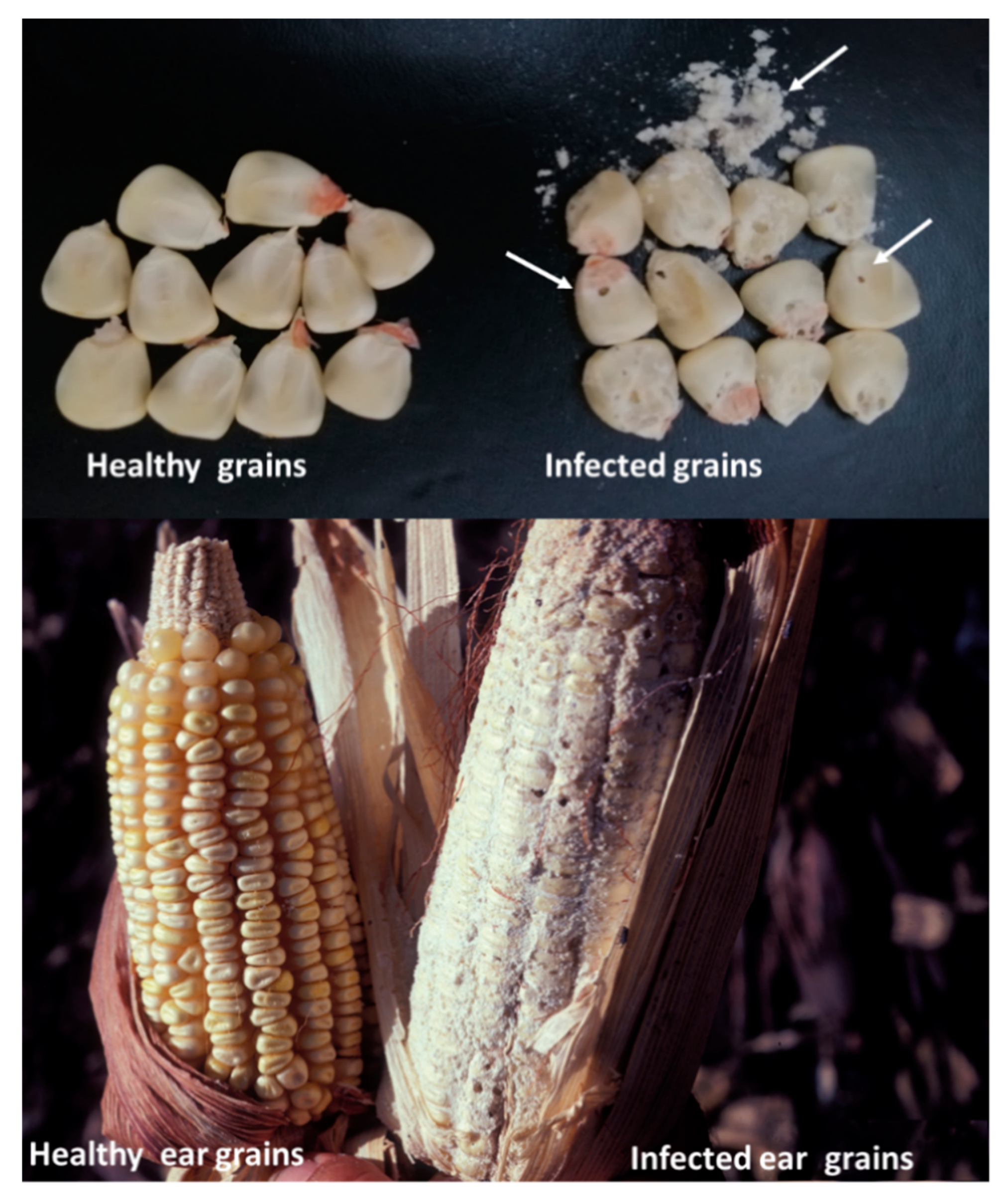 Nanomaterials 10 00739 g005 Nanomaterials 10 00739 g005
