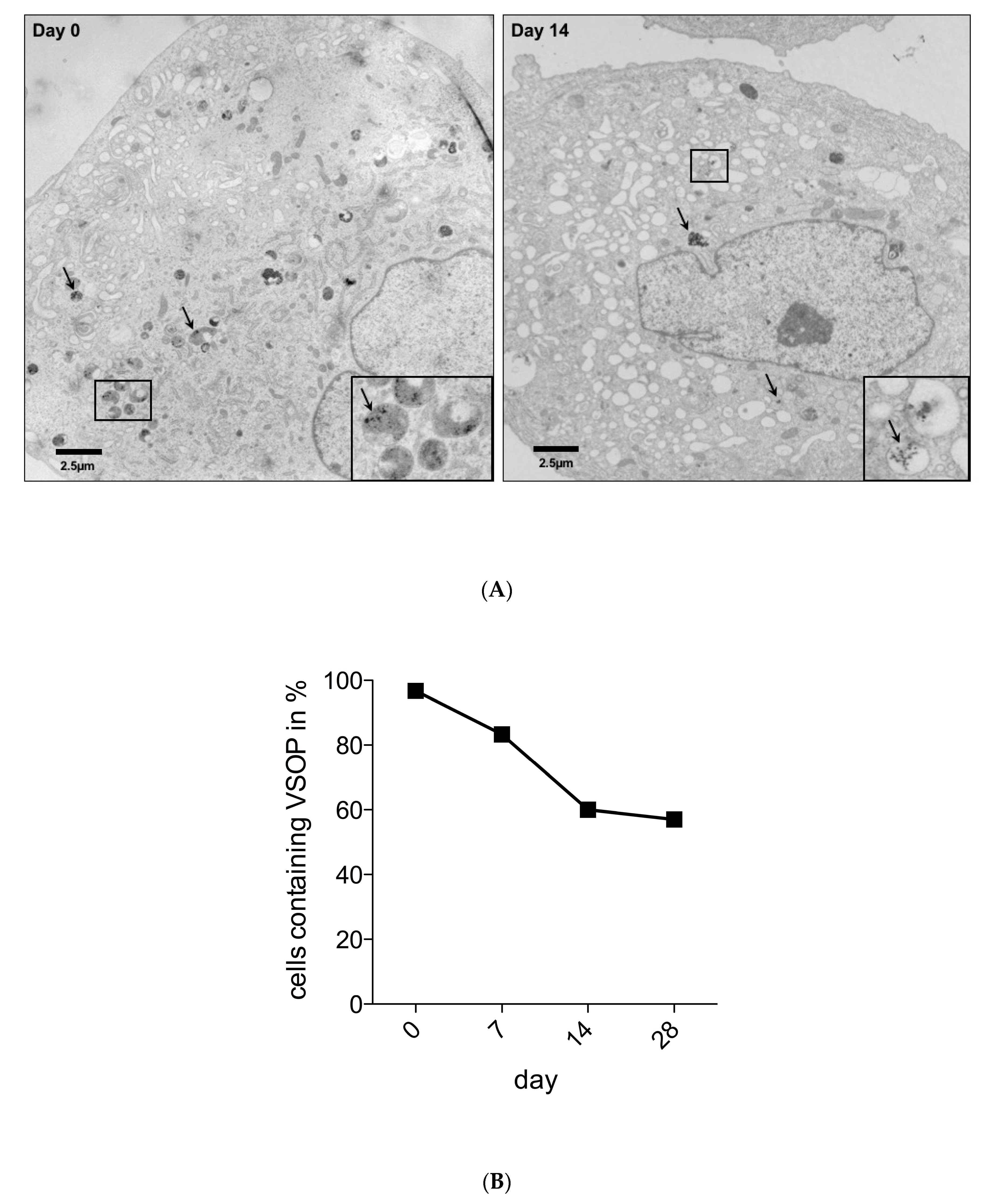 Nanomaterials 10 00741 g002