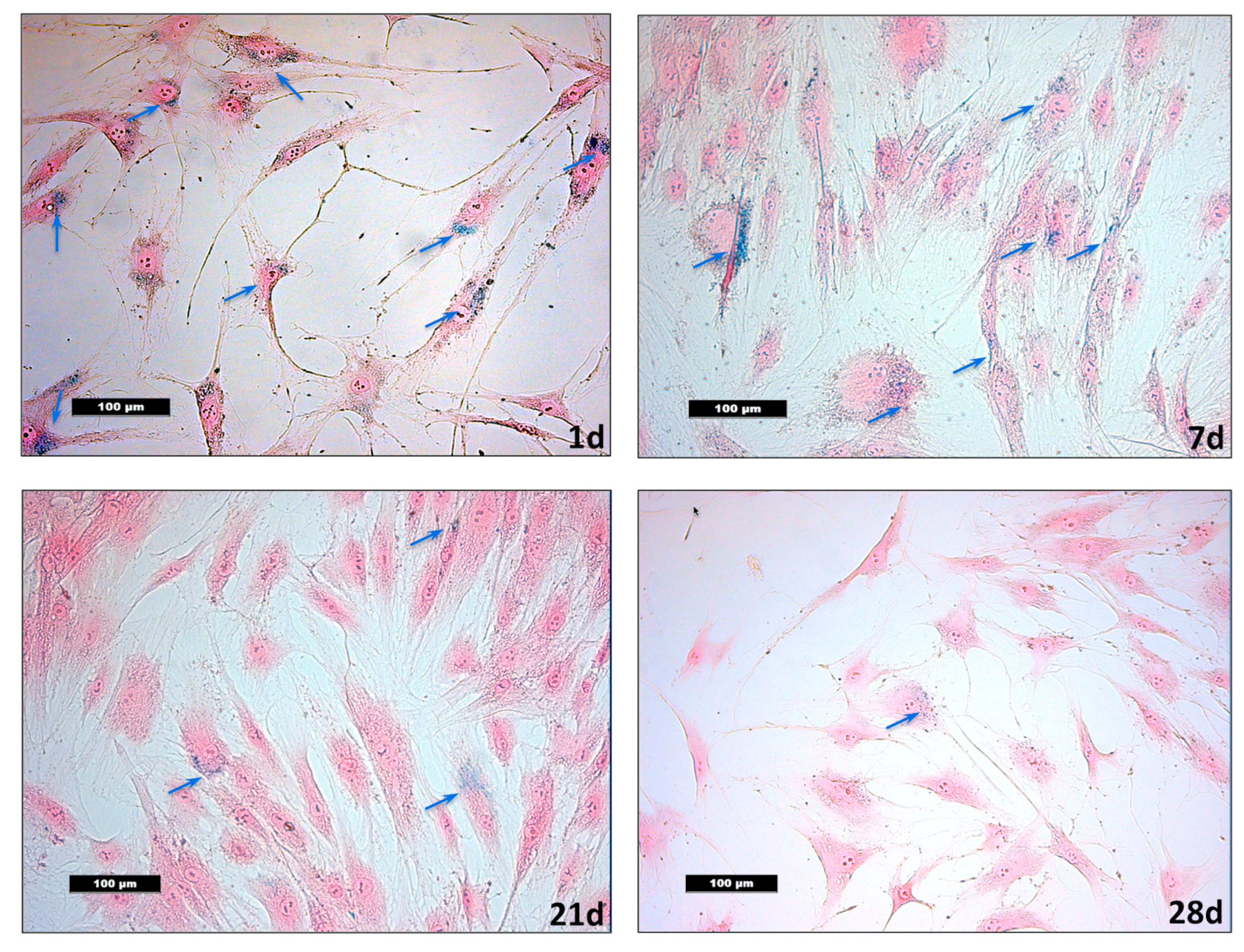 Nanomaterials 10 00741 g003