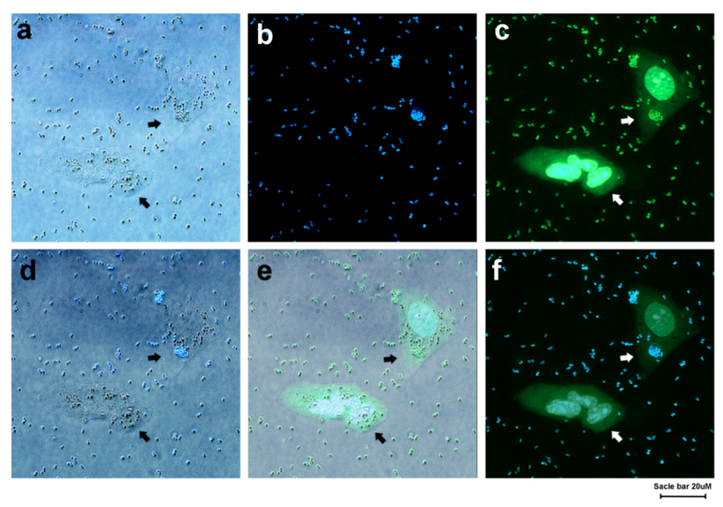 Nanomaterials 10 00778 g004