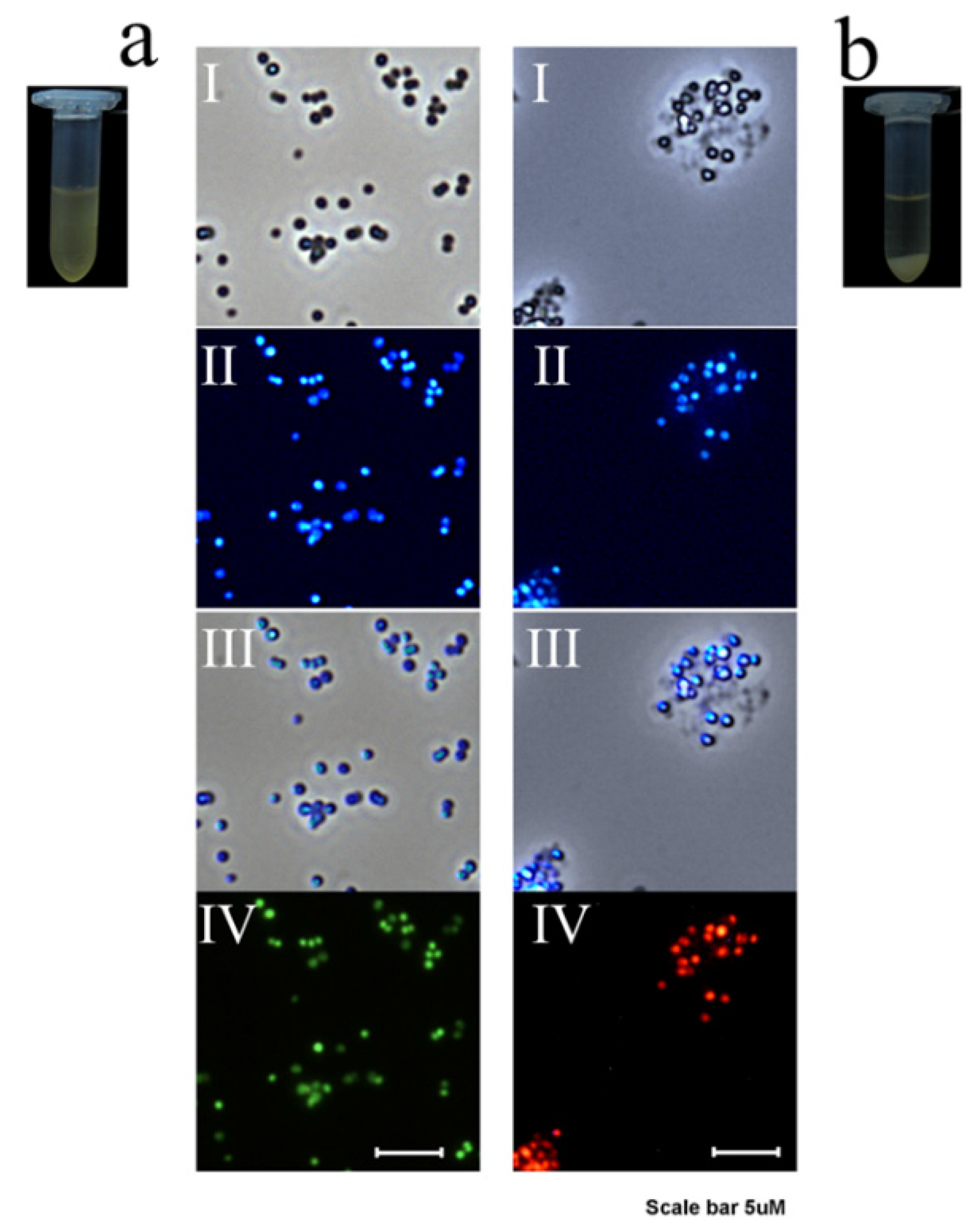 Nanomaterials 10 00778 g008