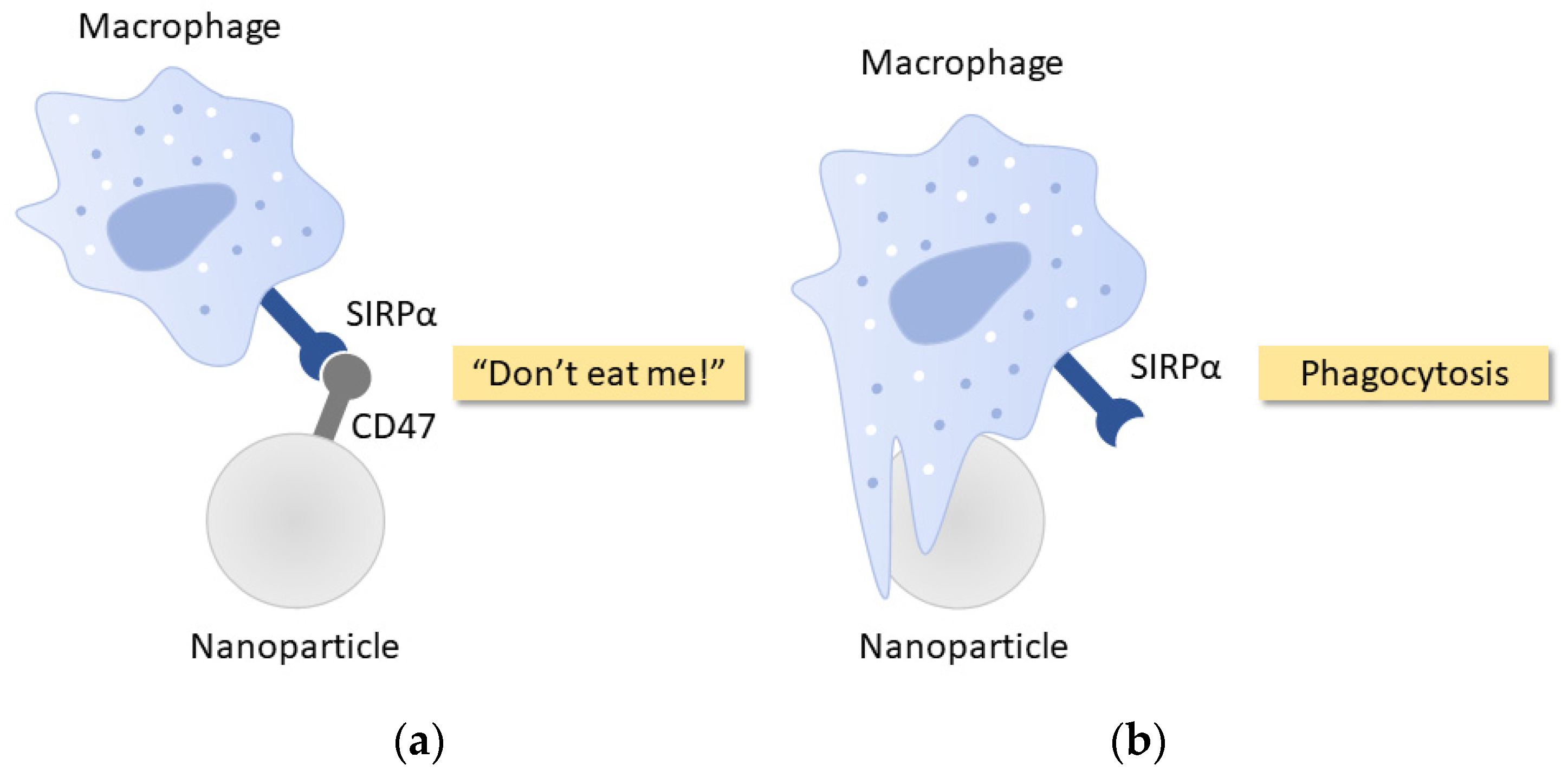 Nanomaterials 10 00787 g003 Nanomaterials 10 00787 g003