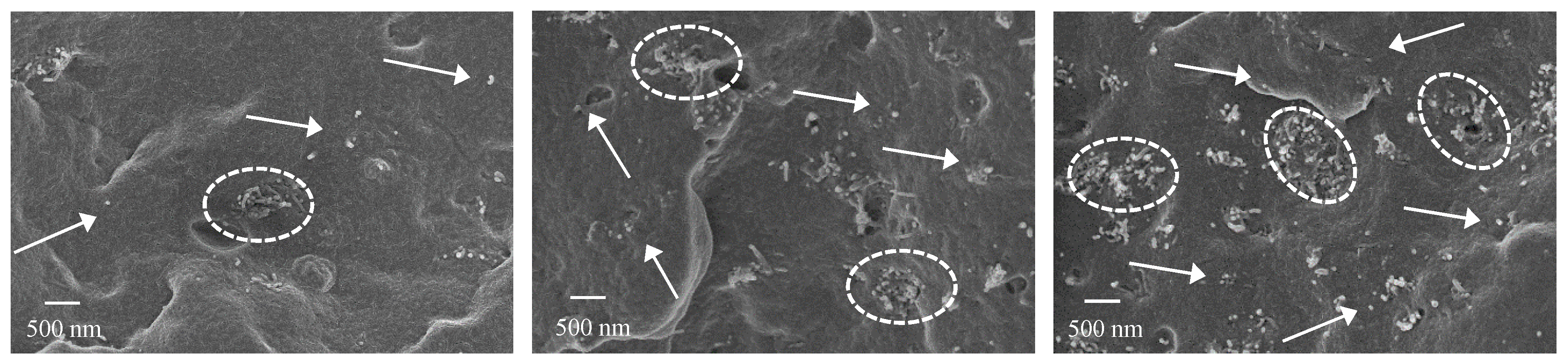 Nanomaterials 10 00814 g007 Nanomaterials 10 00814 g007